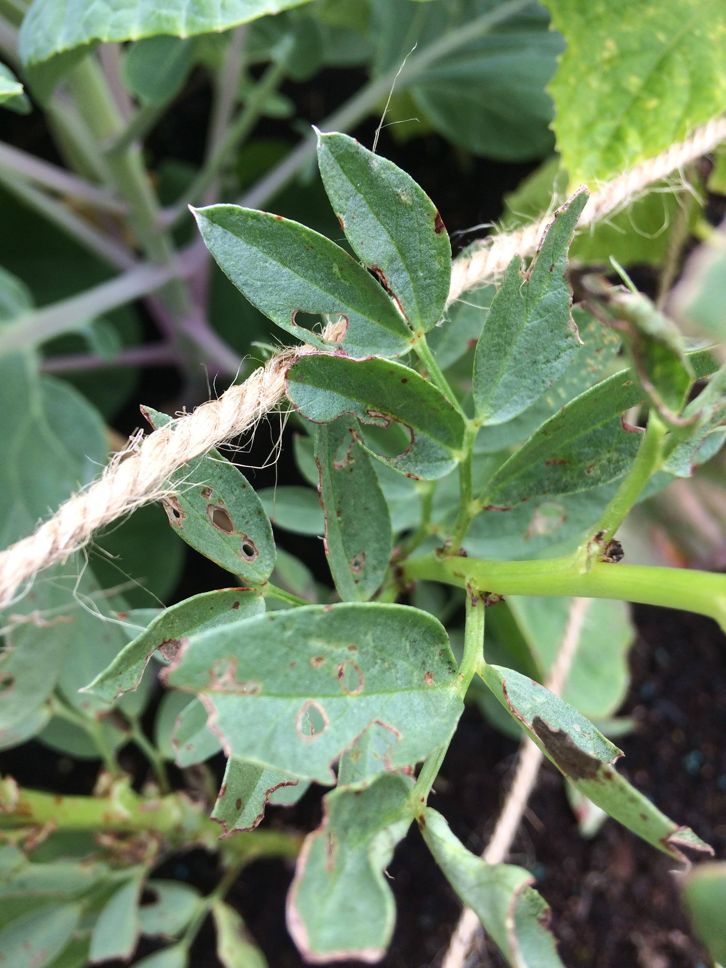 UK What's eating my Broad Bean plant? r/whatsthisbug