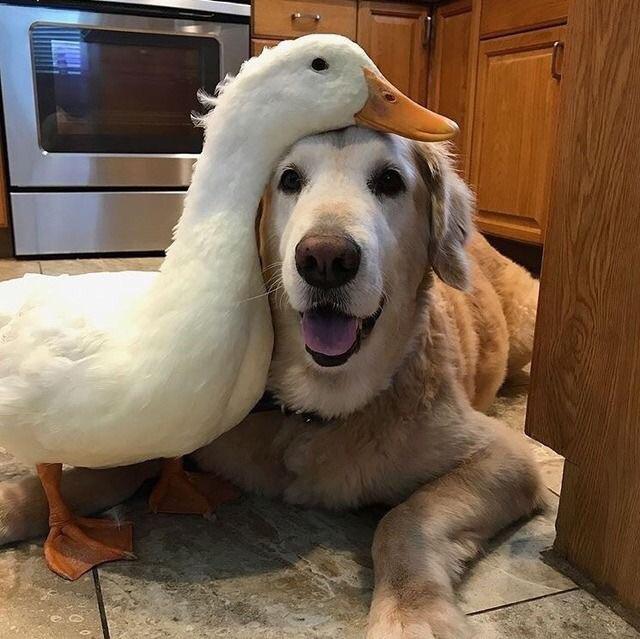 A golden & her duck best friend ️ r/aww