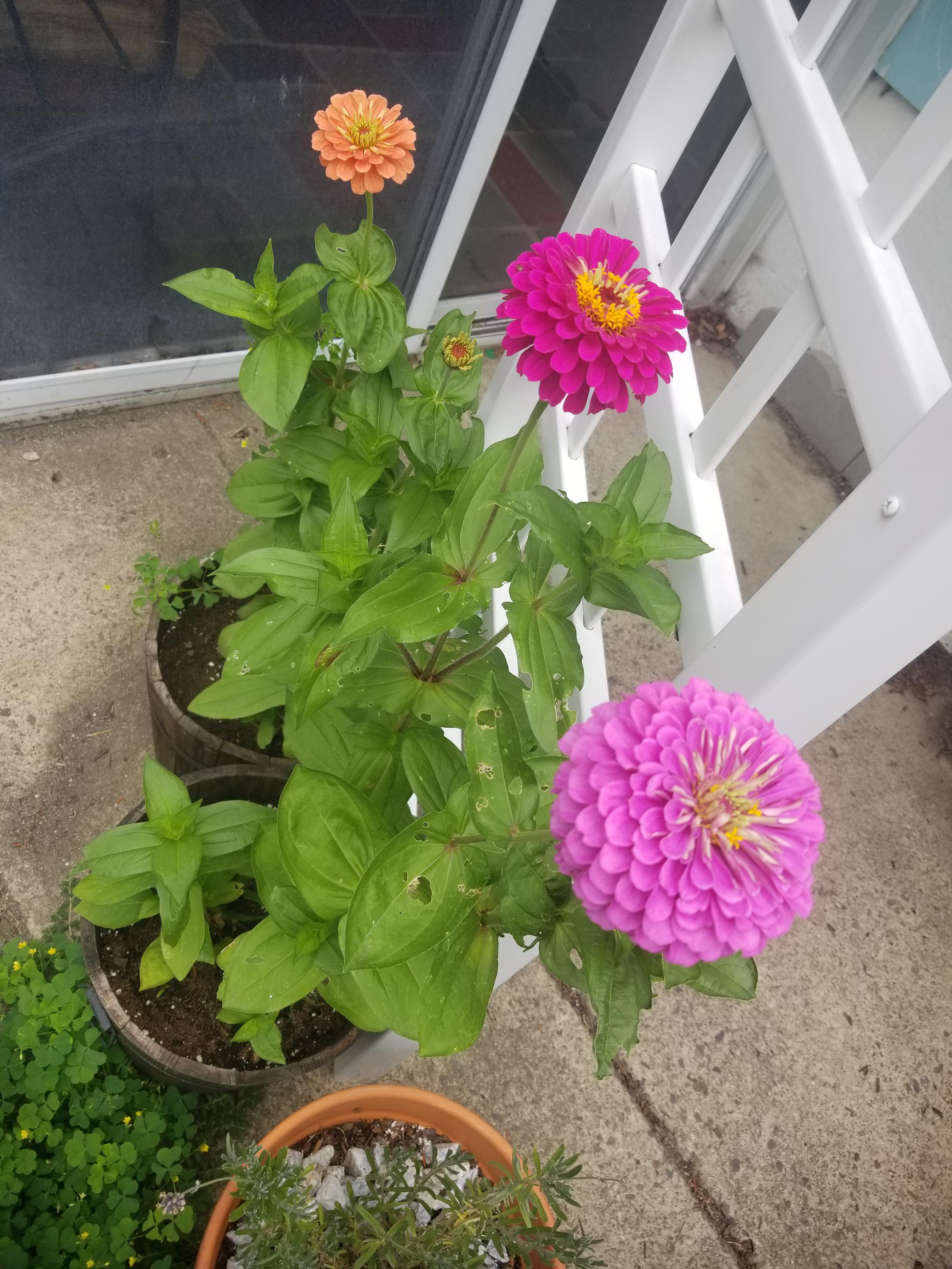 I never planted zinnias before, but I was sent free seeds with a