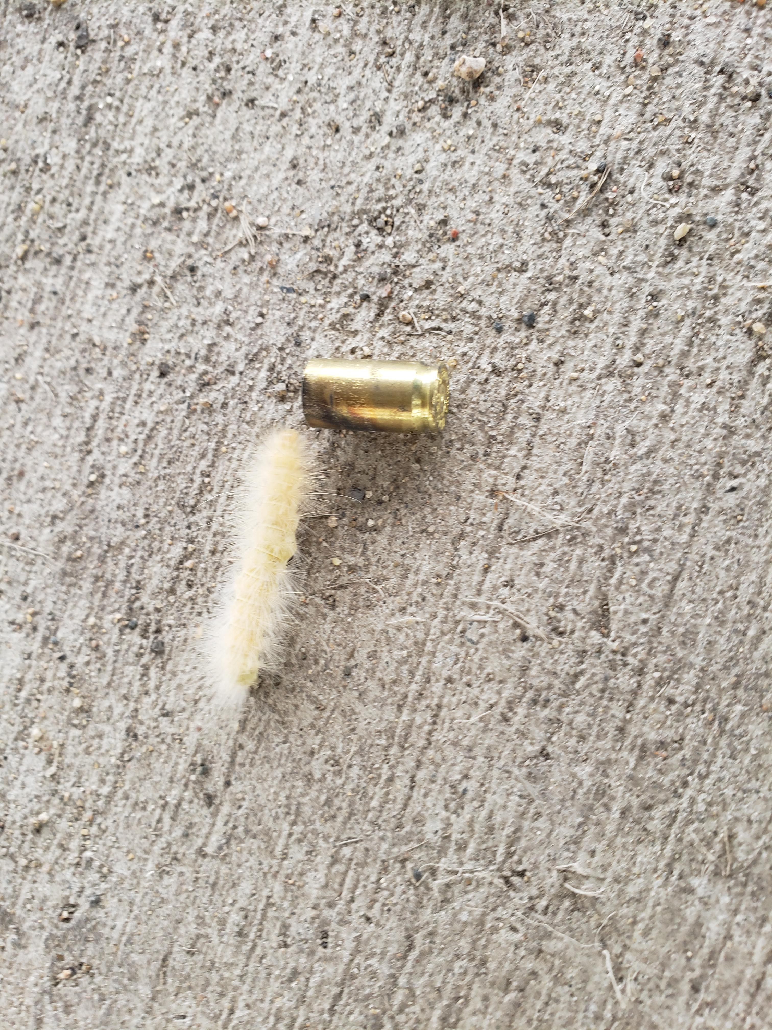 What kind of Caterpillar is this and why is it obsessed with spent