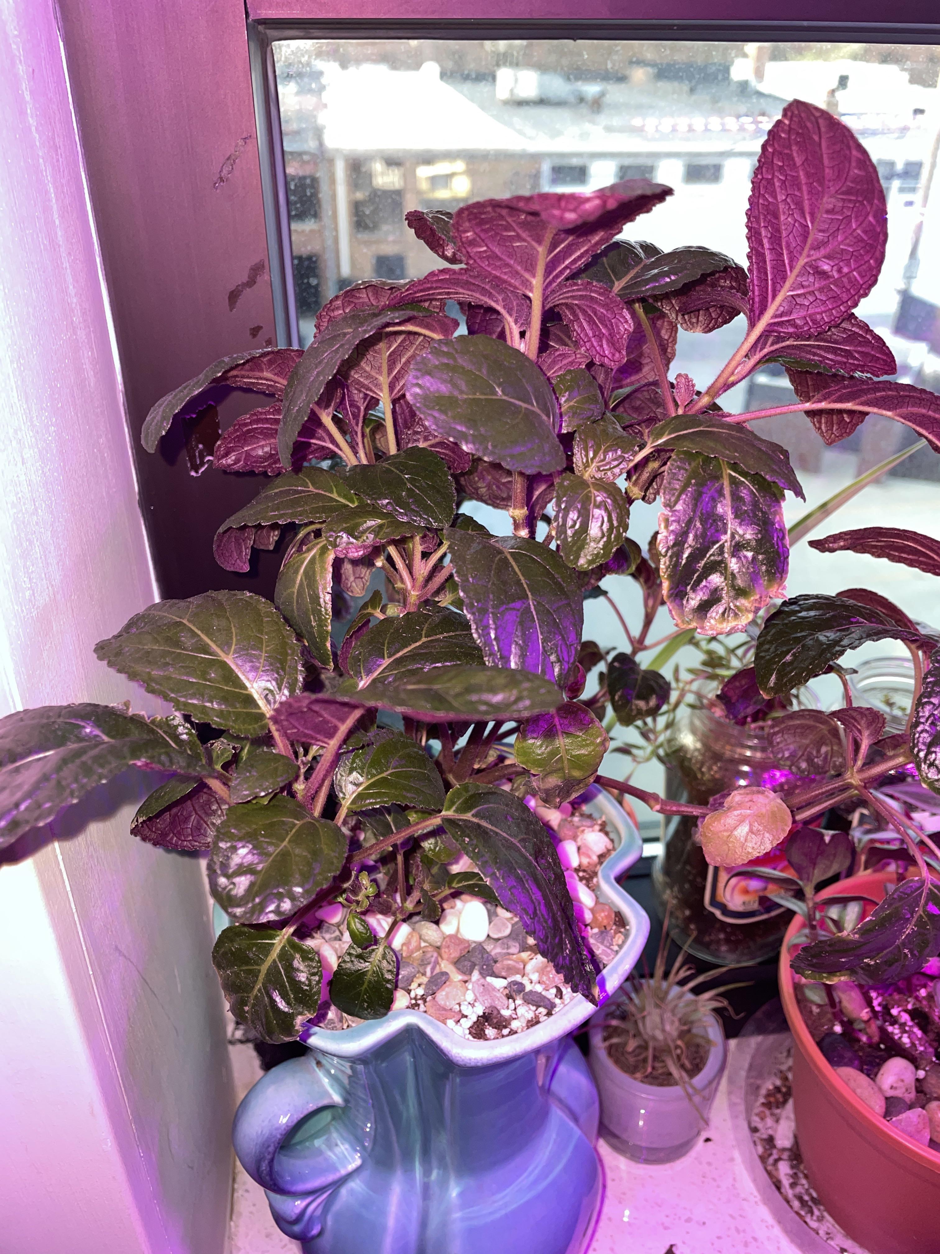Why are the leaves on my purple waffle plant smooth? (And not puckered