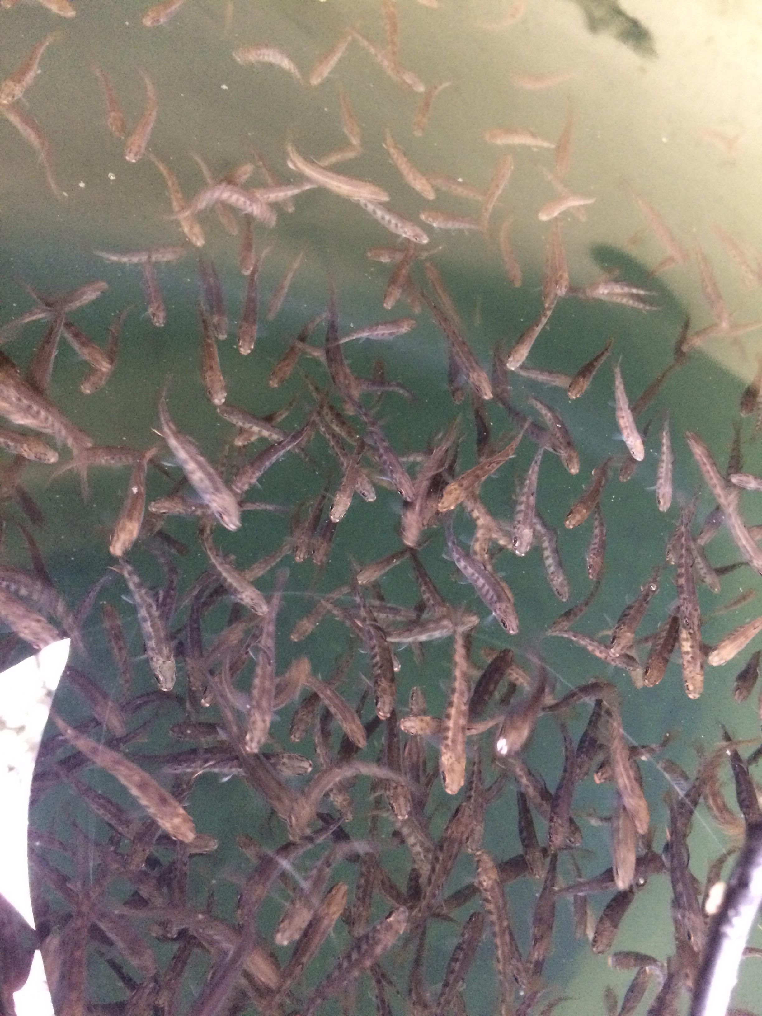 1000 lil baby rainbow trout ) r/Aquariums