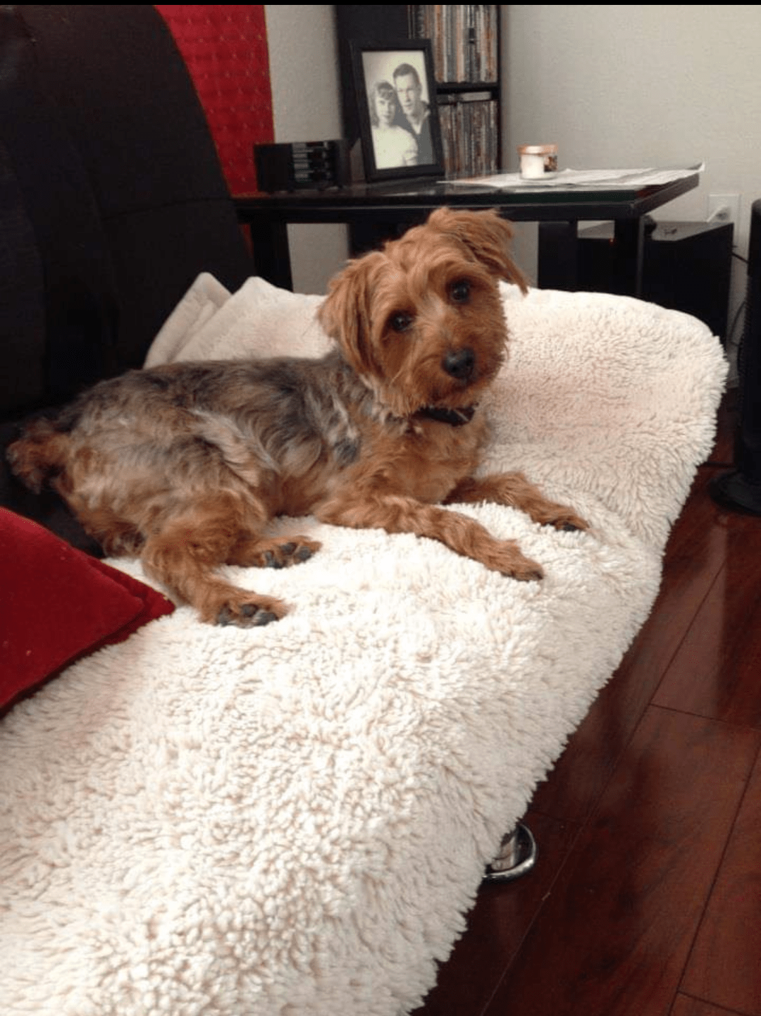 Julius Caesar, the giant Yorkie. Big in size and heart r/Yorkies