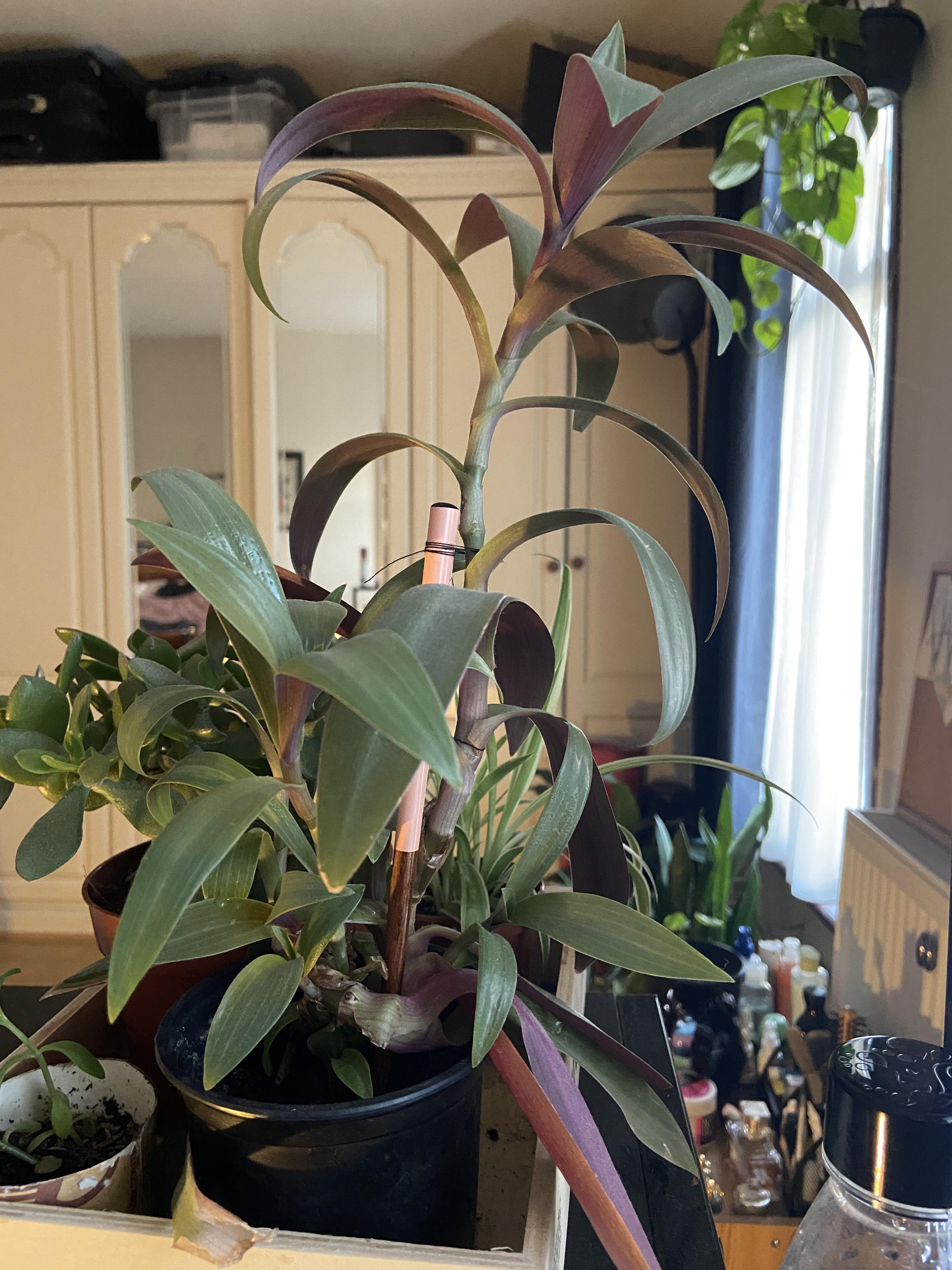 What is this plant green on top of leaves, purple underneath! r