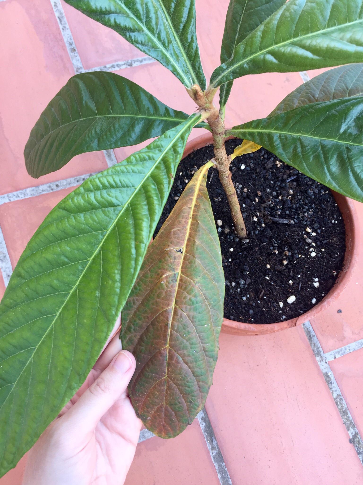 My baby loquat tree has yellowing/browning bottom leaves! It was