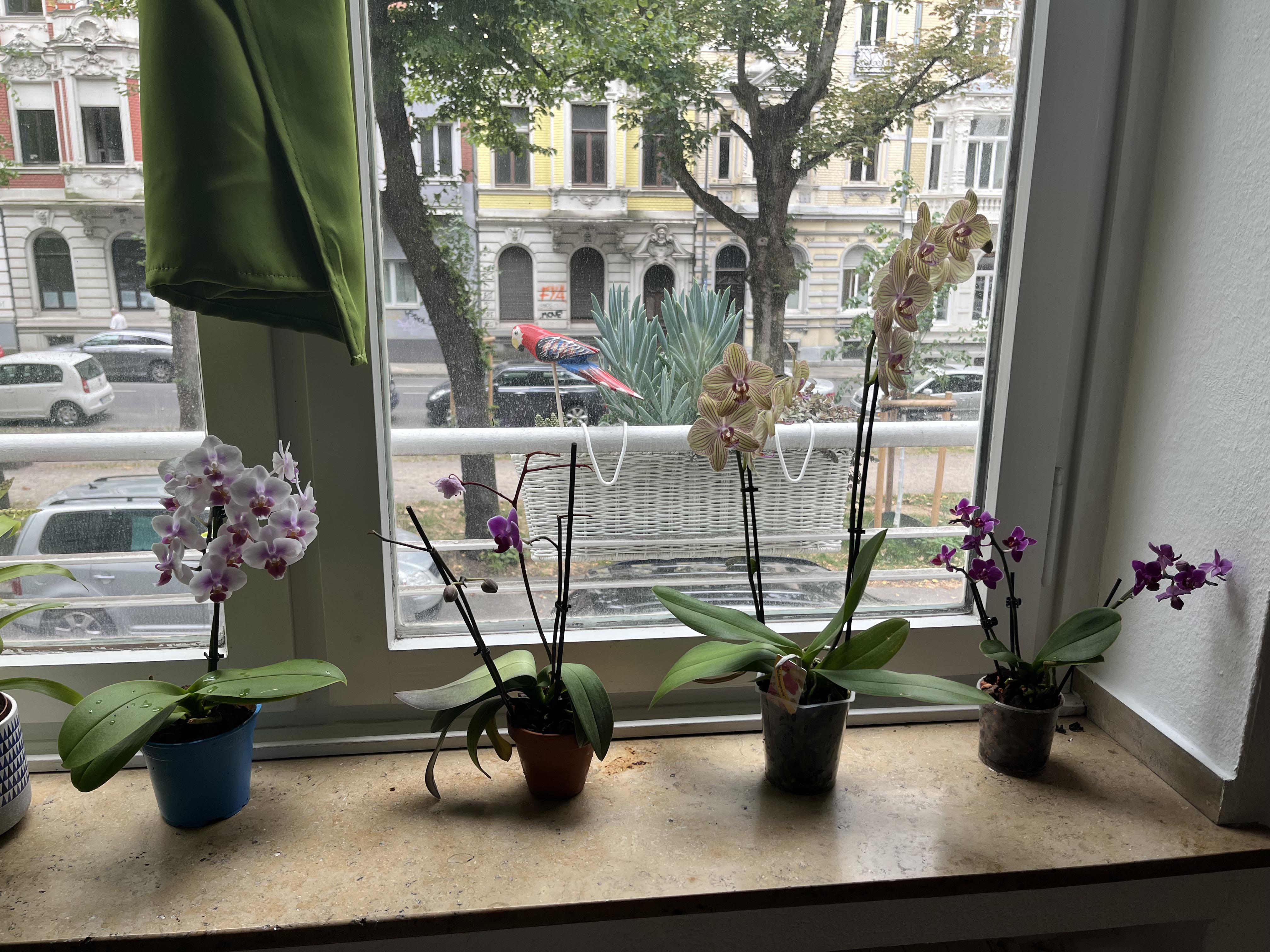 My small collection of orchids from the local grocery store 😂 in