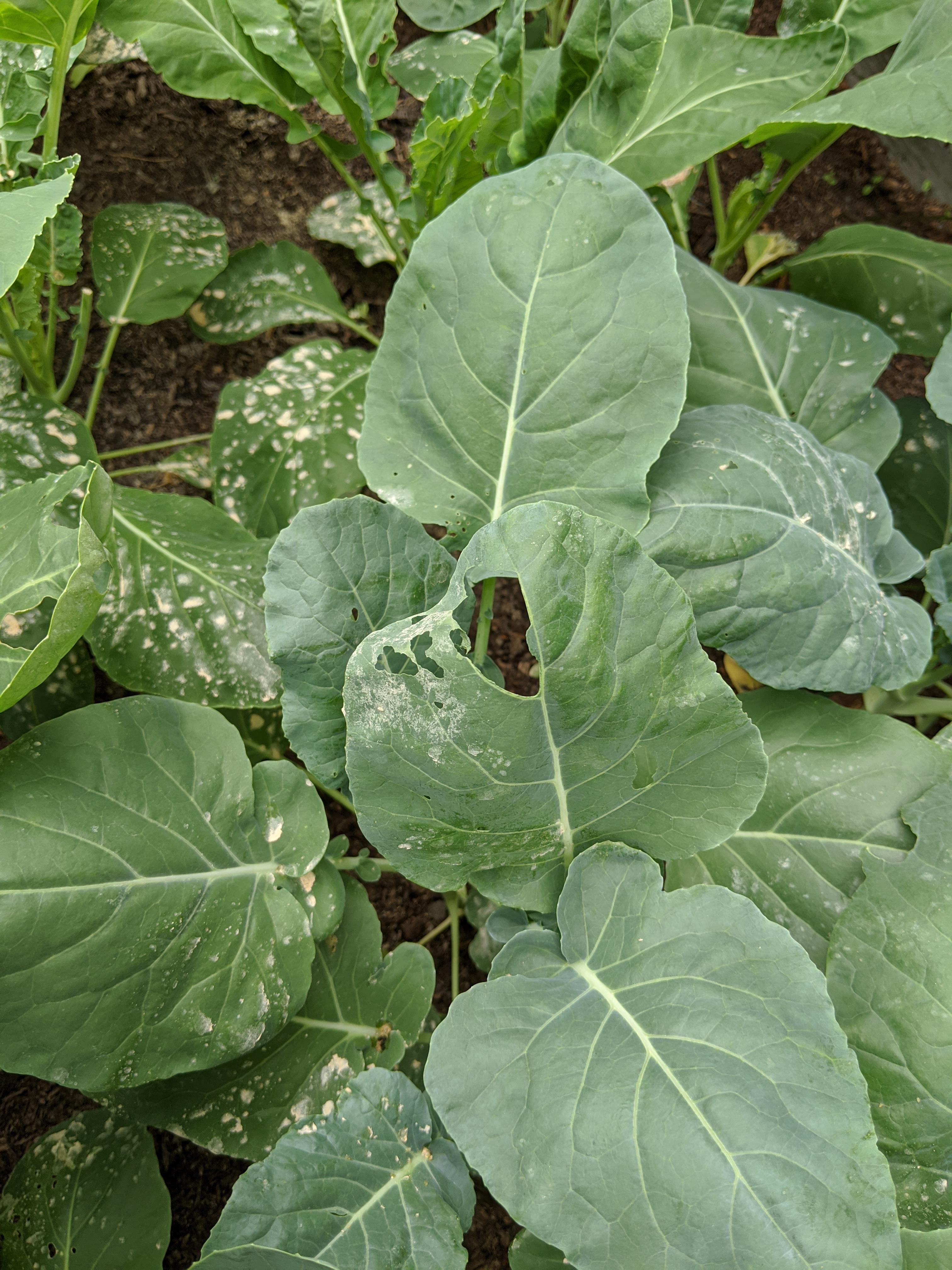What's eating my broccoli? r/garden_maintenance