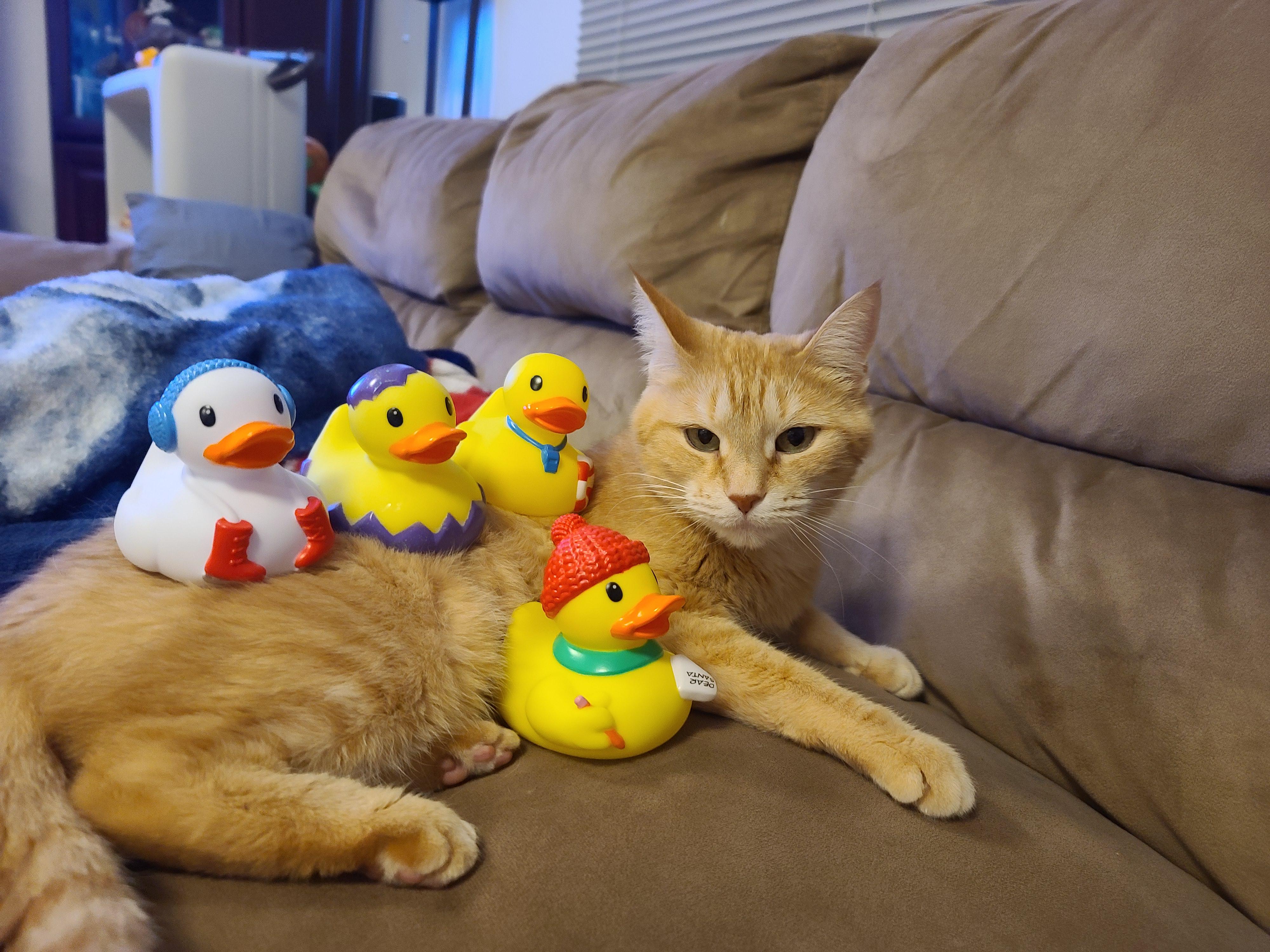Duck, Duck, Cat! r/rubberducks