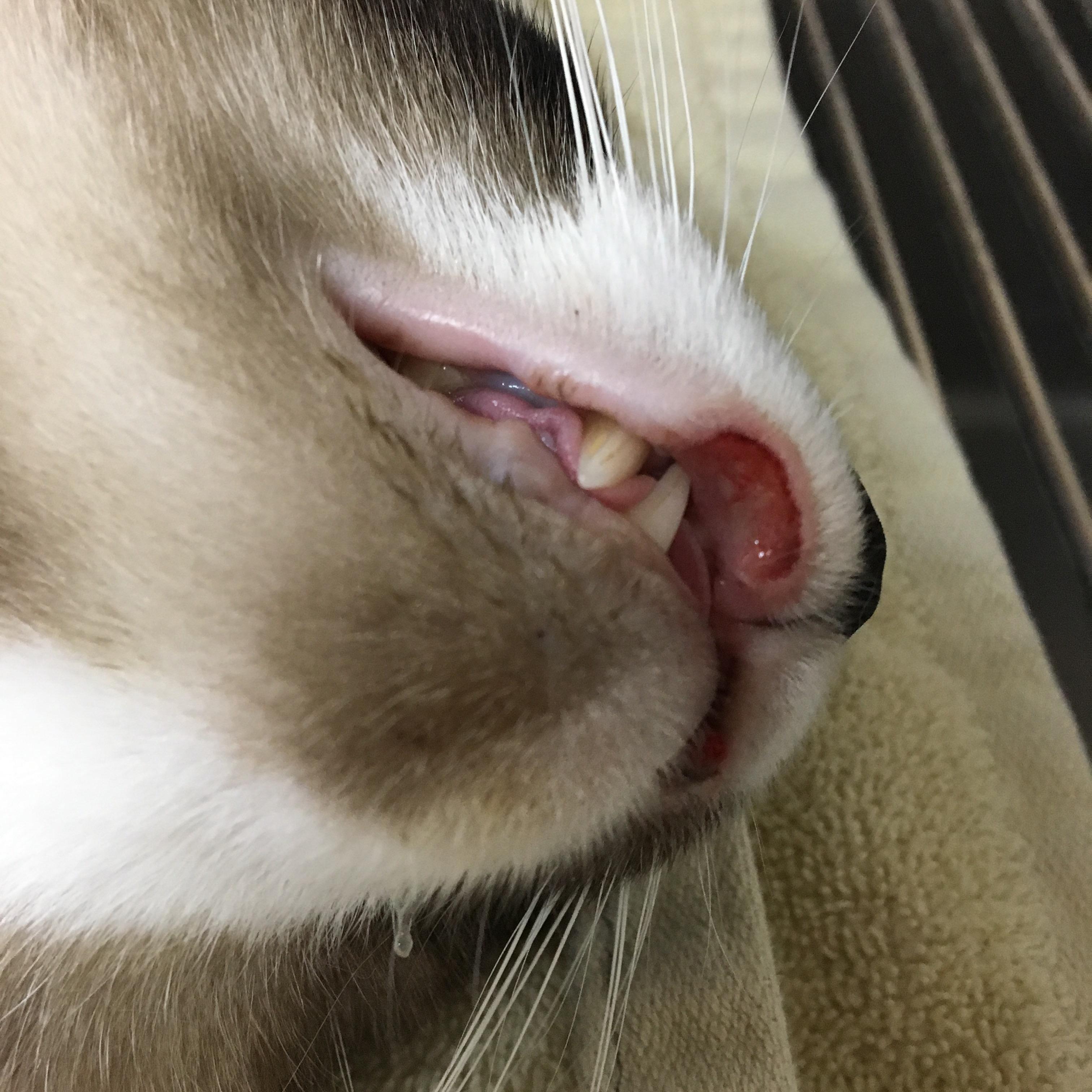 Nasty rodent ulcer on a nasty cat today (thank you, kitty magic