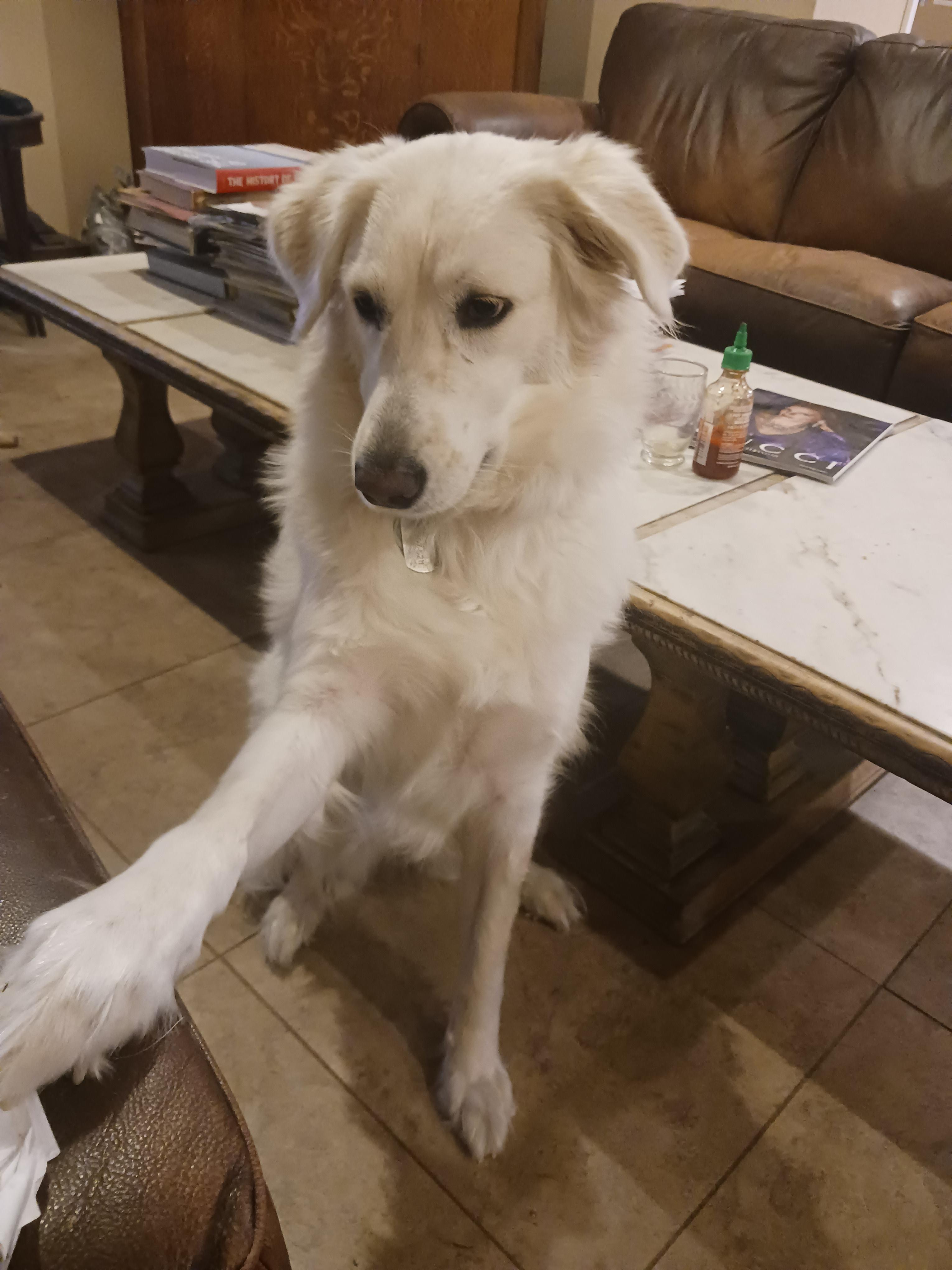 Magical Quality to expand the size of her Pyr paw until you acknowledge