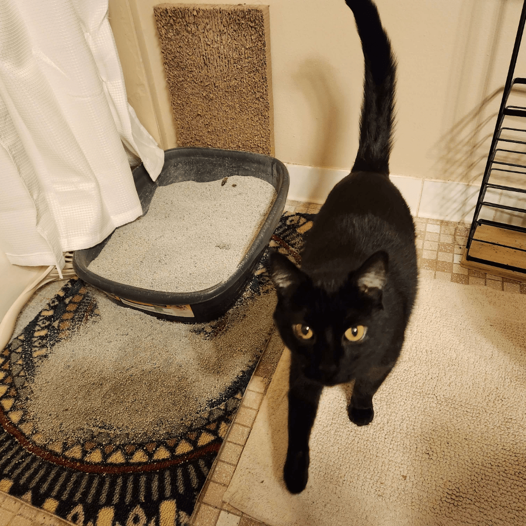 any litter box for this 14 yo criminal? she makes a