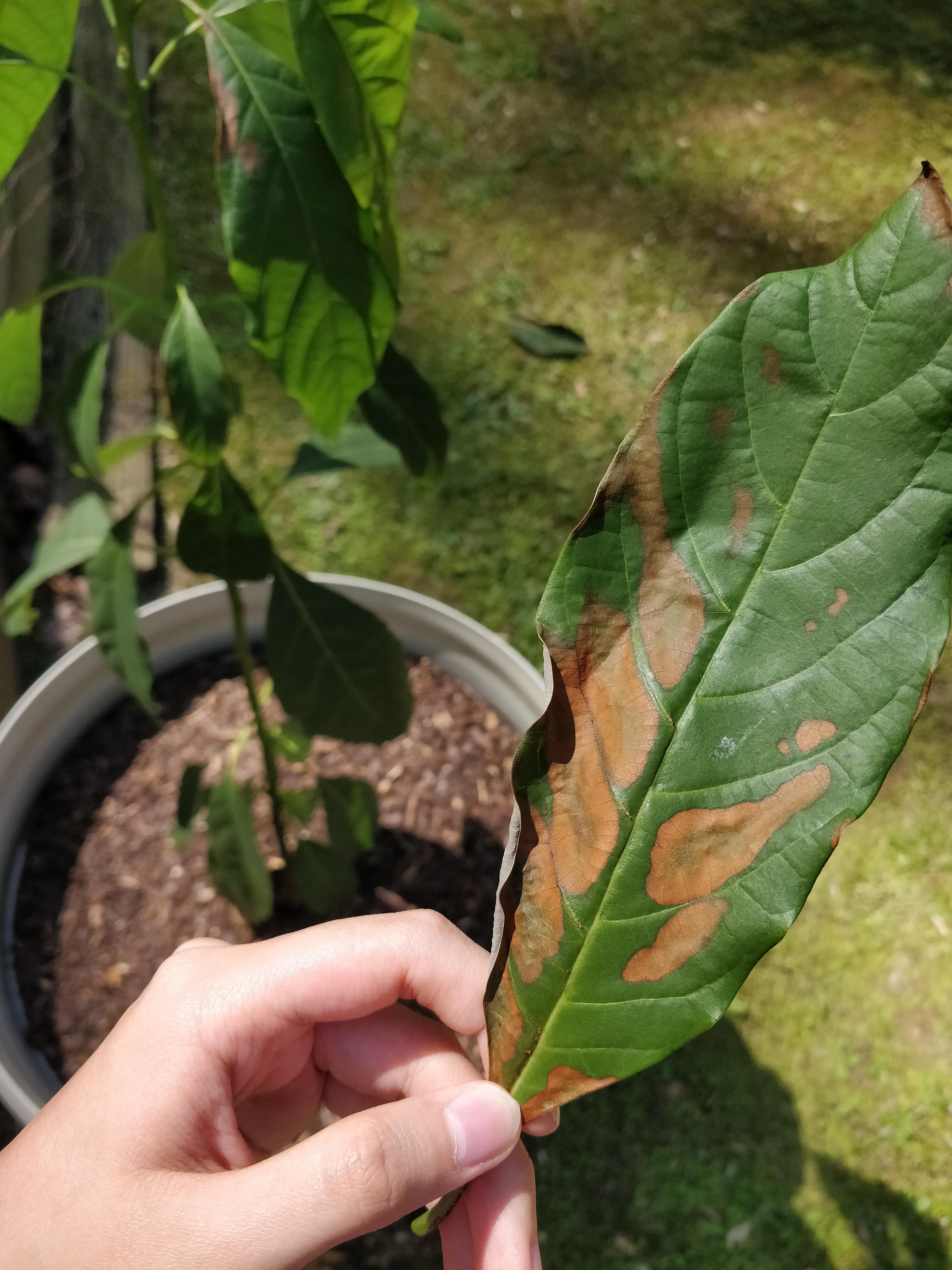 What's up with my avocado plant? I noticed these brown spots a few days