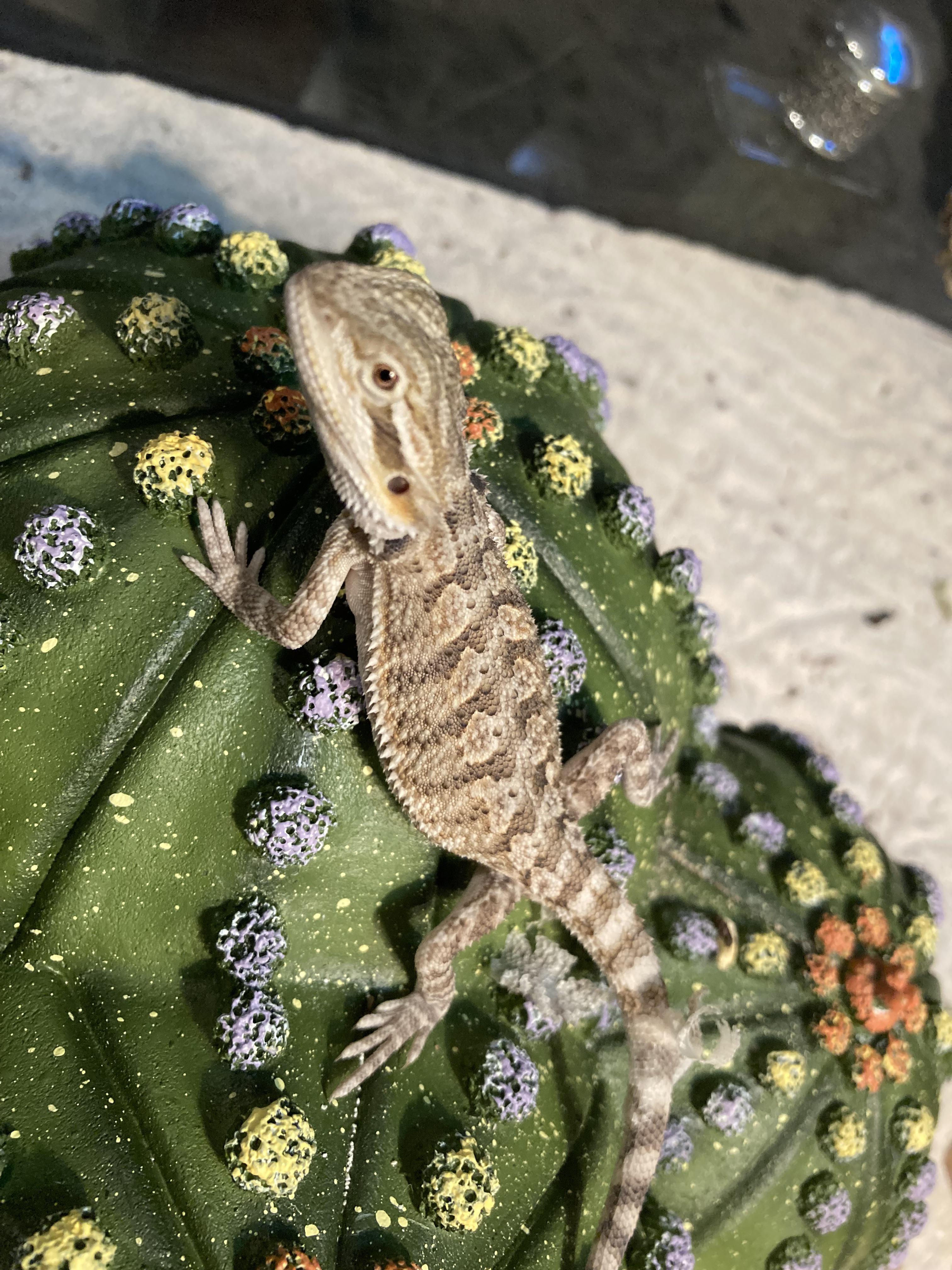 My bearded dragon has literally never eaten fruit or vegetables and he just won’t… I’ve tried