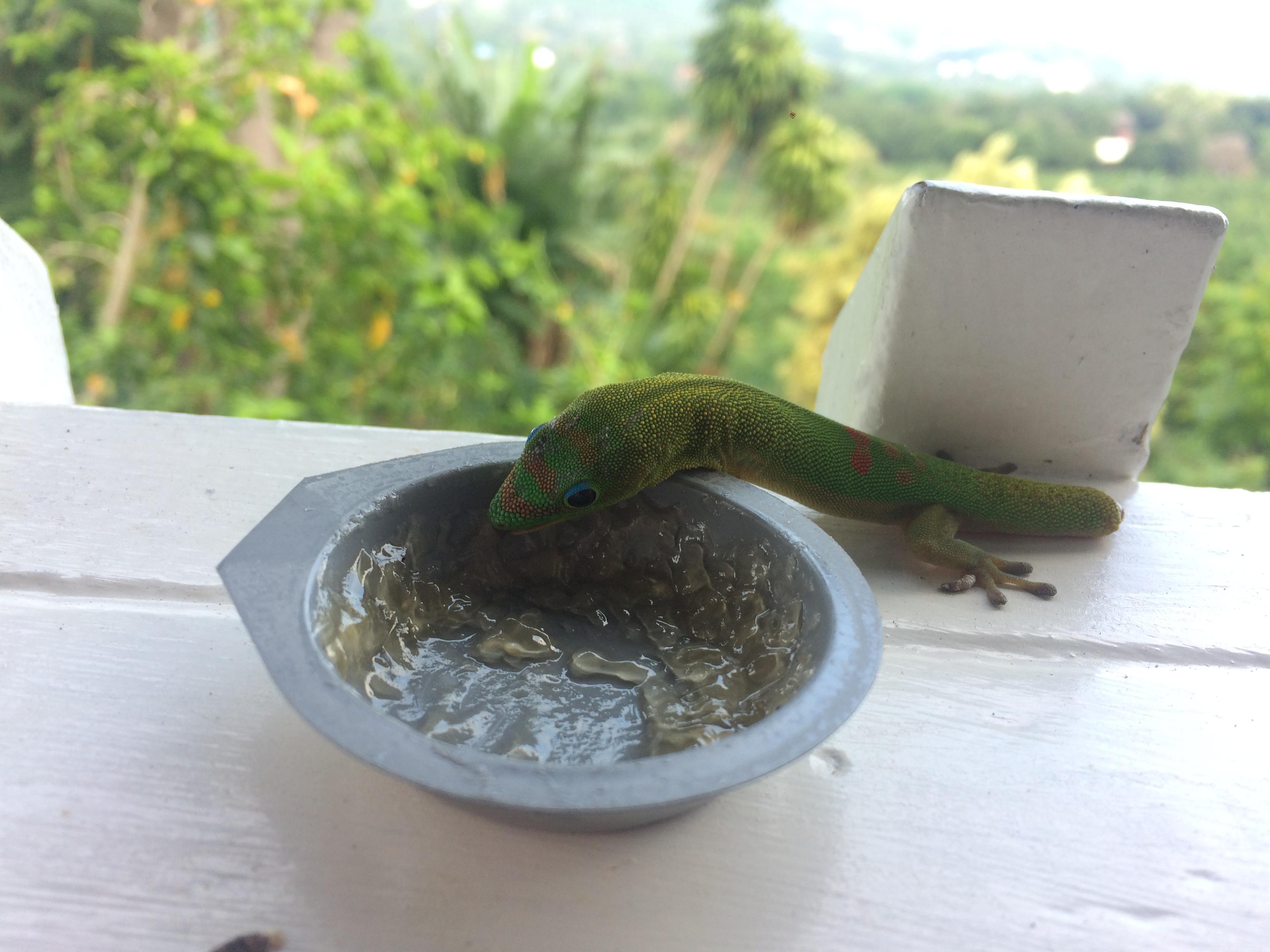 Lizard Feeder at a Restaurant in Hawaii r/mildlyinteresting