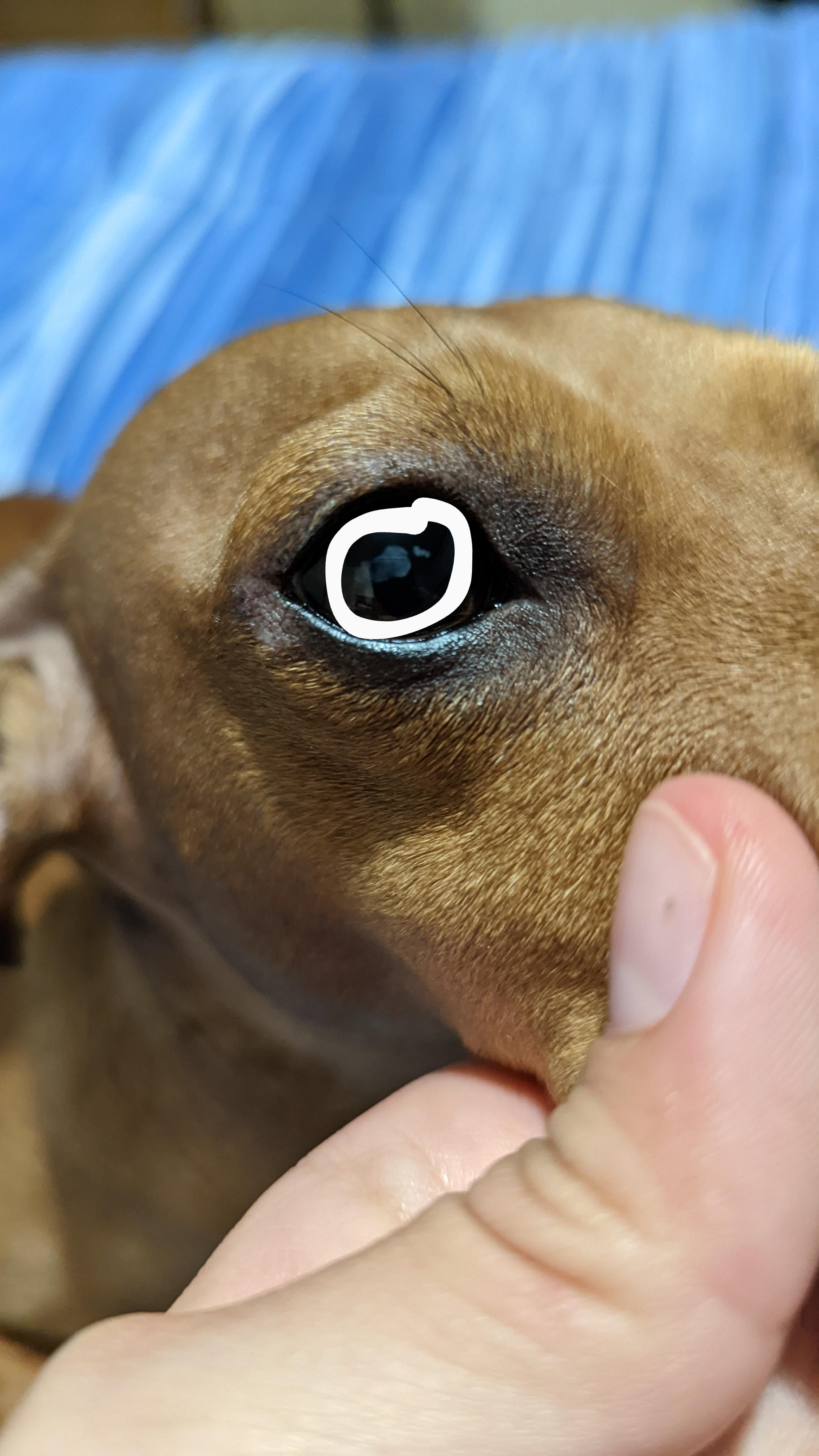 Has anyone seen this on their dogs? She's a 4 year old Dachshund and I