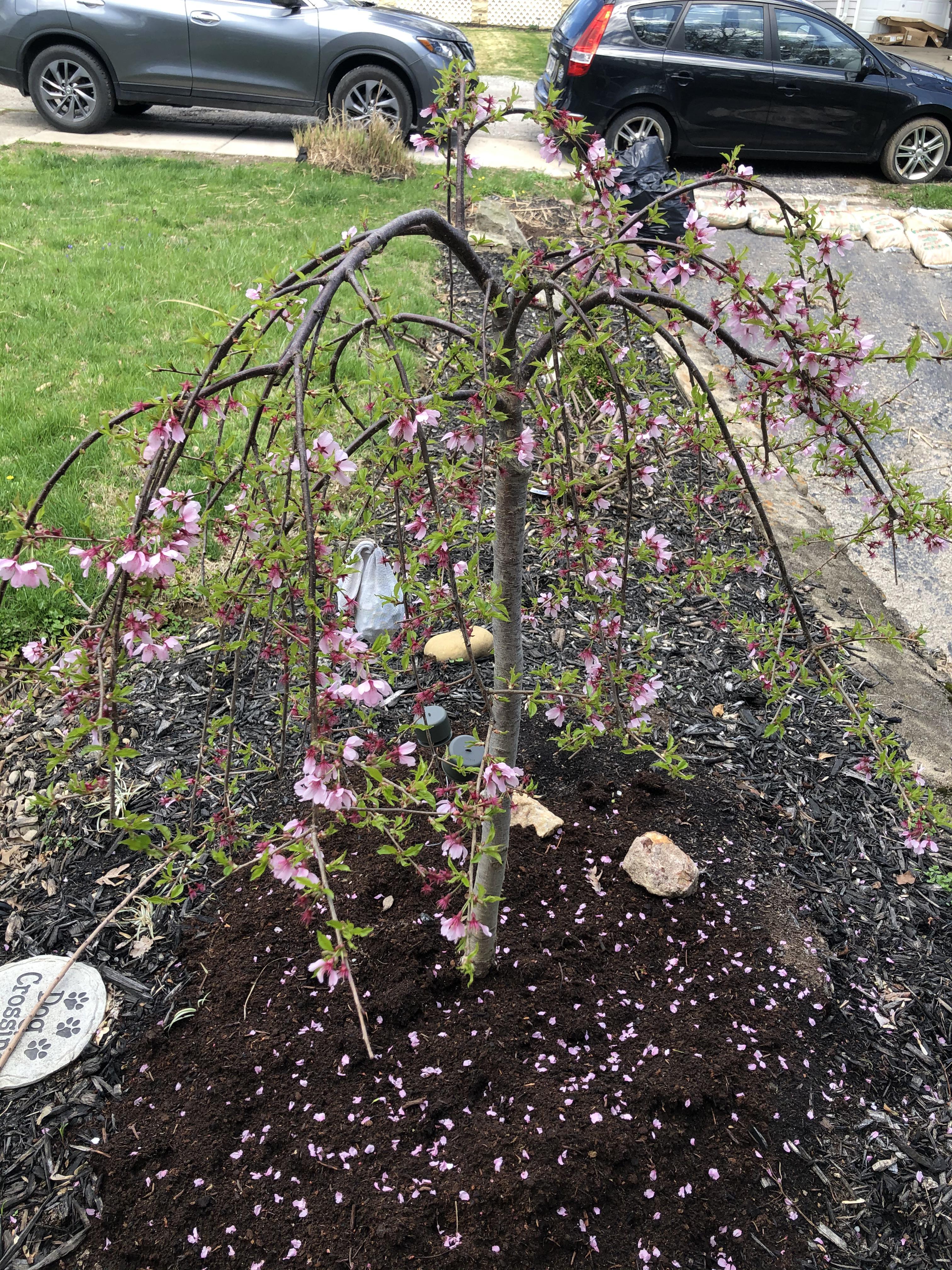 It’s still early here in Ohio, but my Cherry Tree ( planted last year