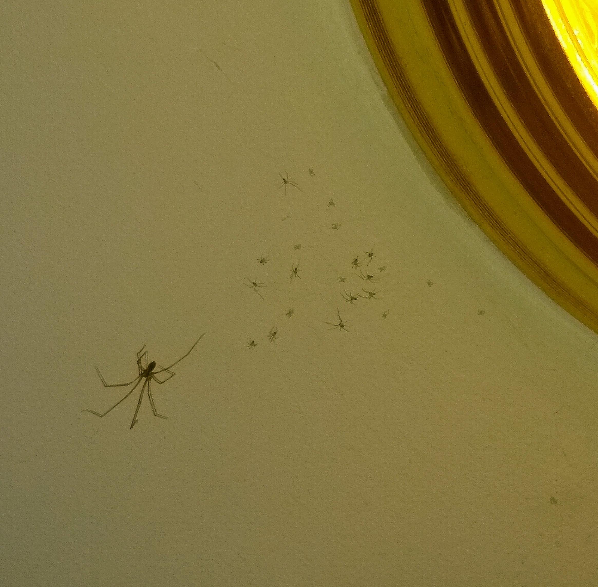 I thought this spider was catching little flies on my bathroom ceiling