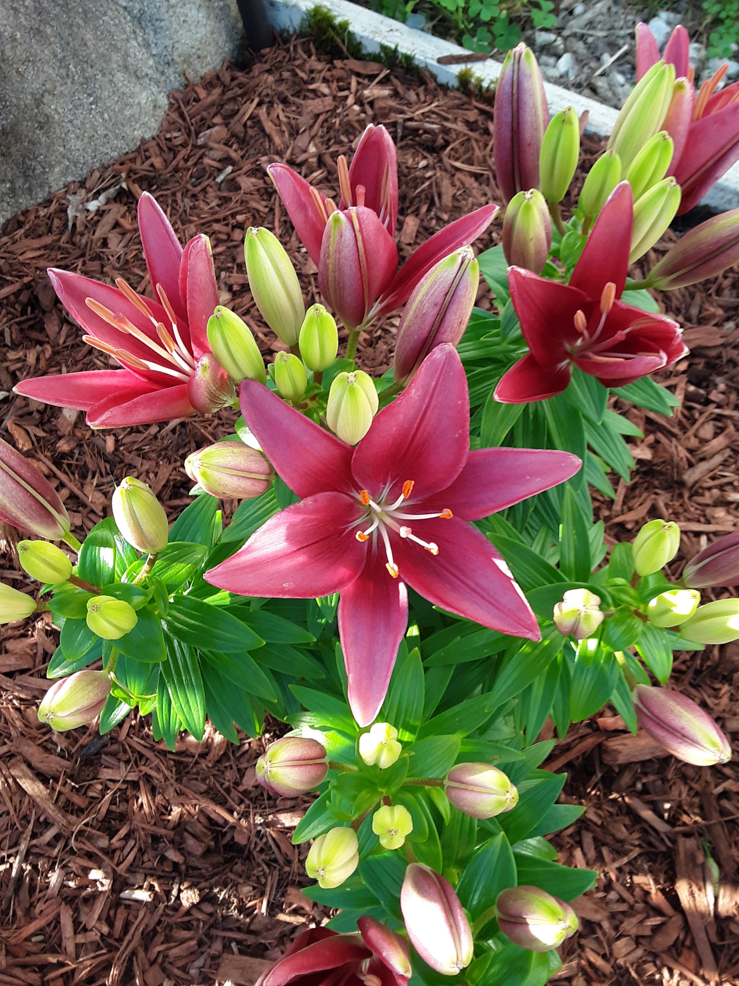 My lillies are FINALLY blooming!