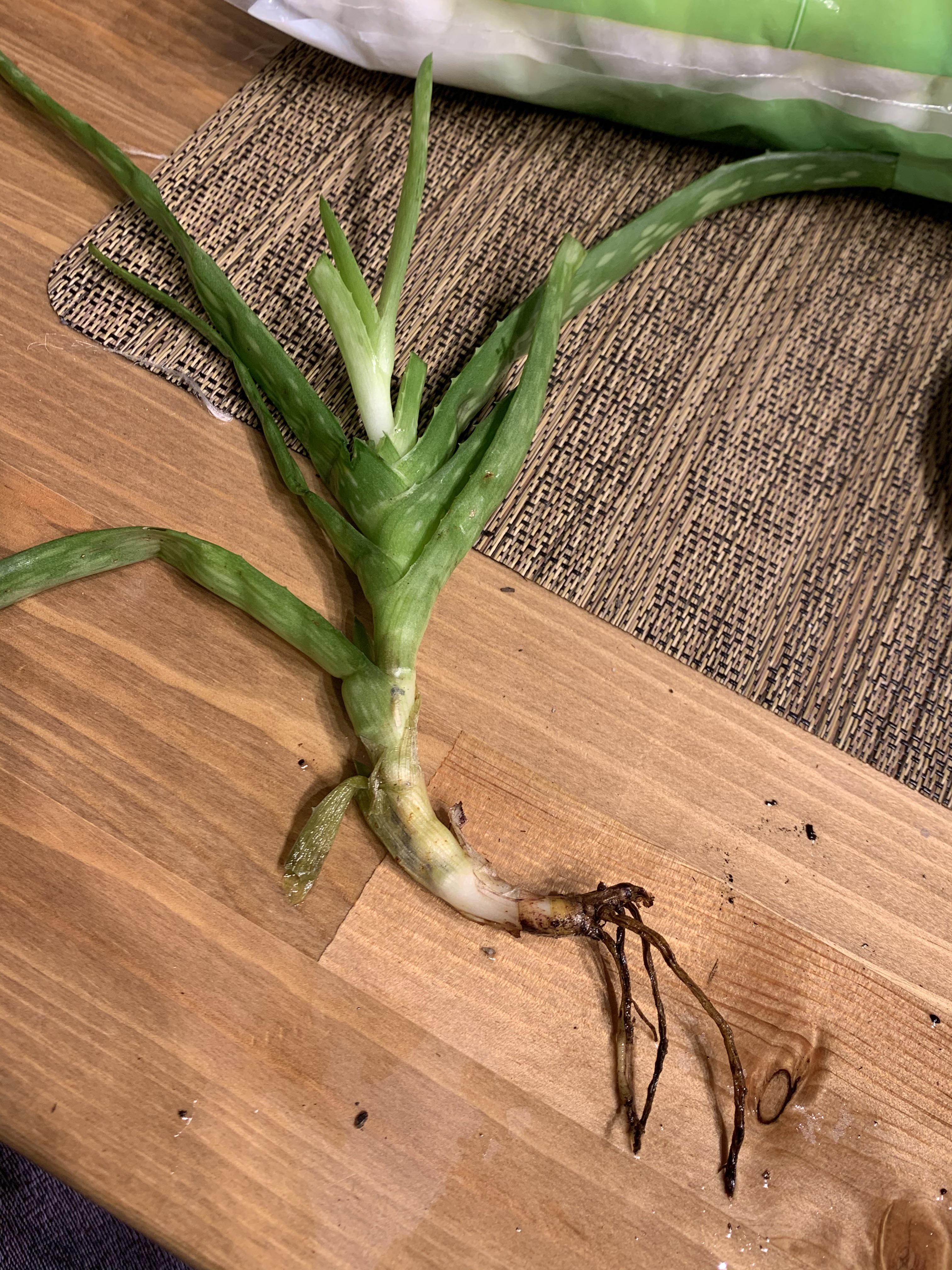 aloe vera plant... root rot? just cleaned off mealybugs and cut off