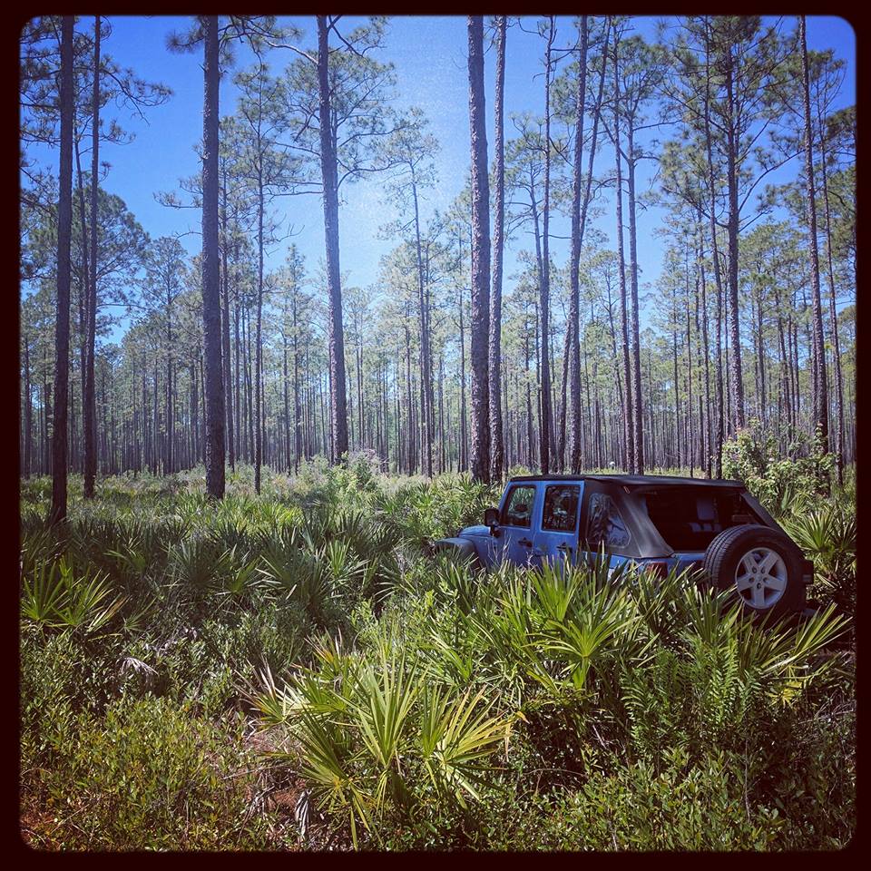 Geocaching in the Osceola National Forest, FL. Almost lost the Jeep a
