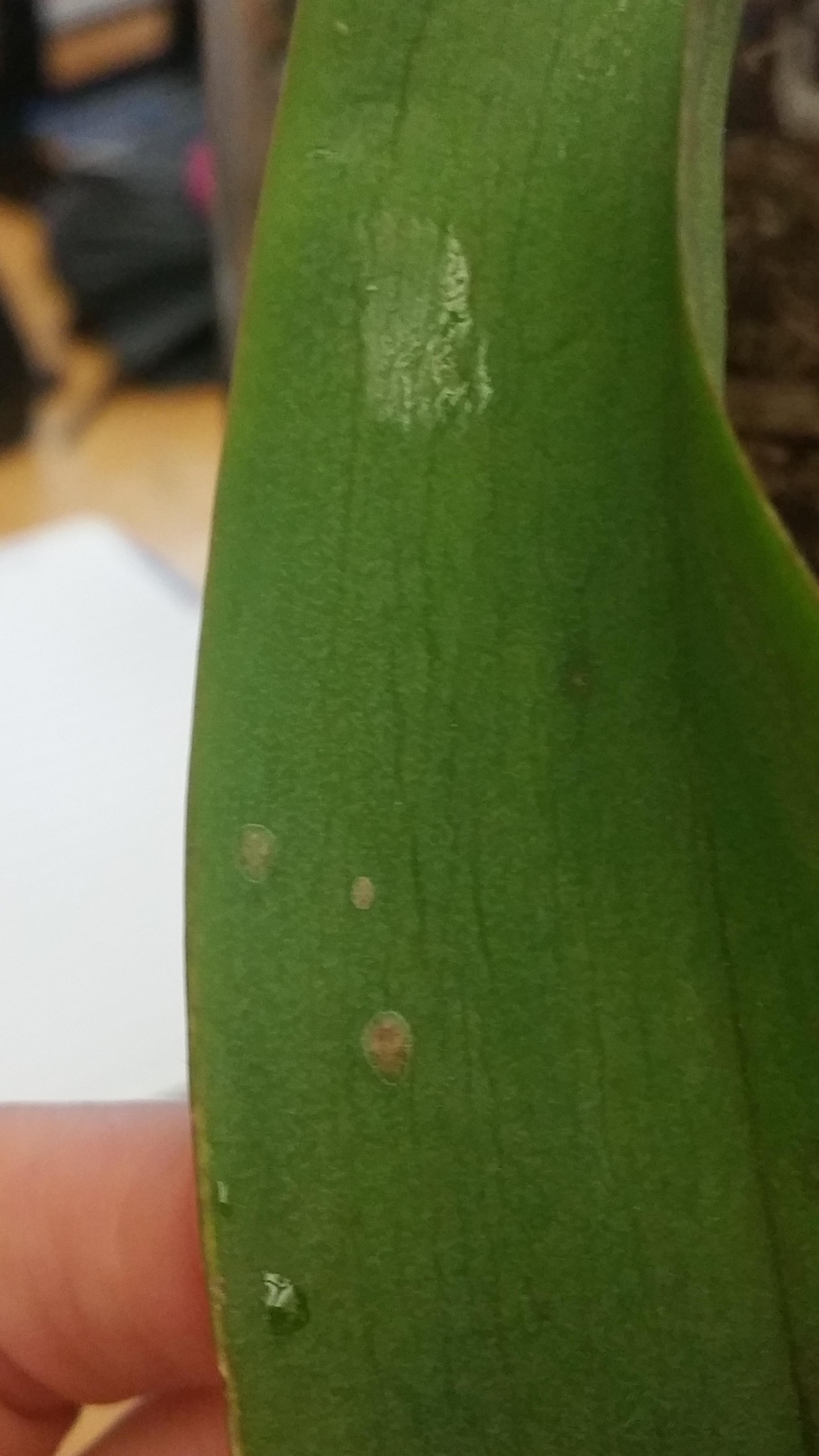 What are these spots on my orchid leaves? r/orchids