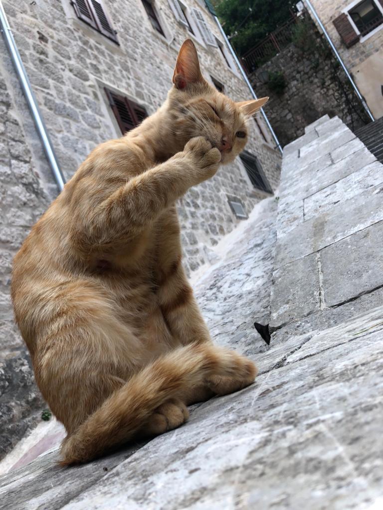 PsBattle A cat biting it’s nails