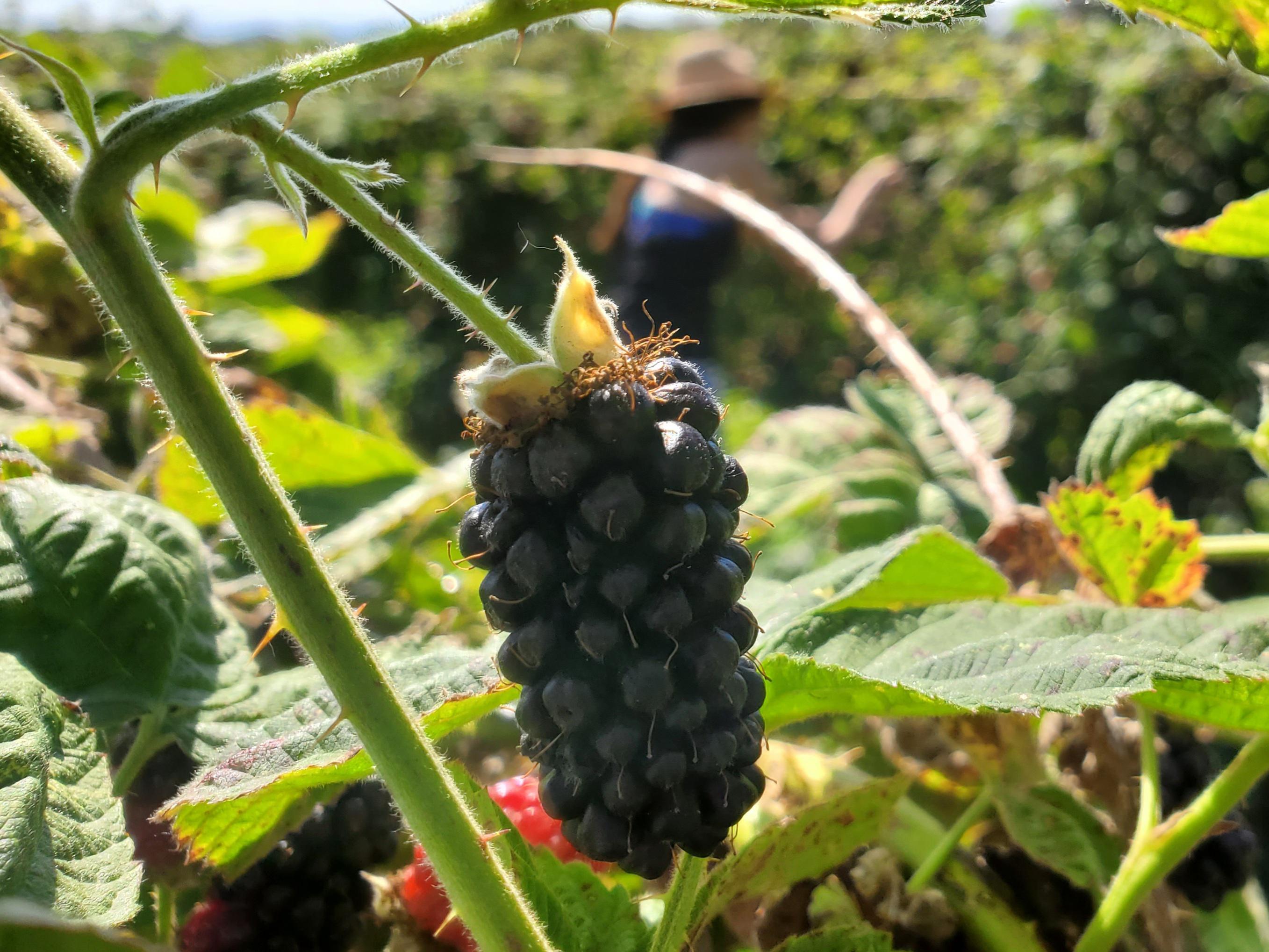Marion berries for days. Willamette Valley near Canby. r/oregon