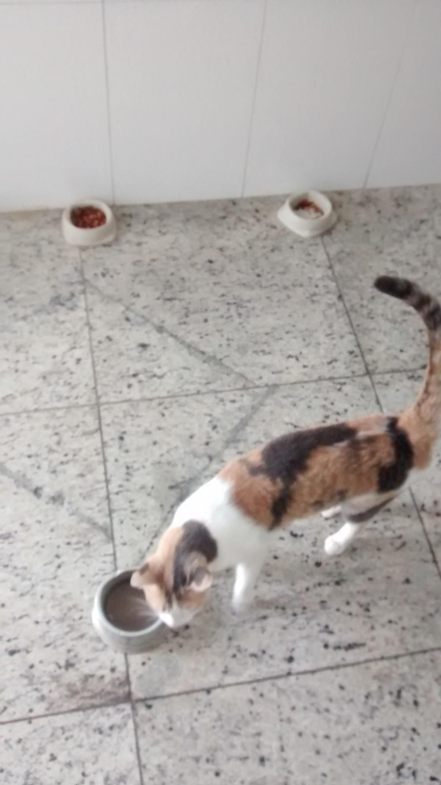 My cat can't drink water without dragging it around r/funny