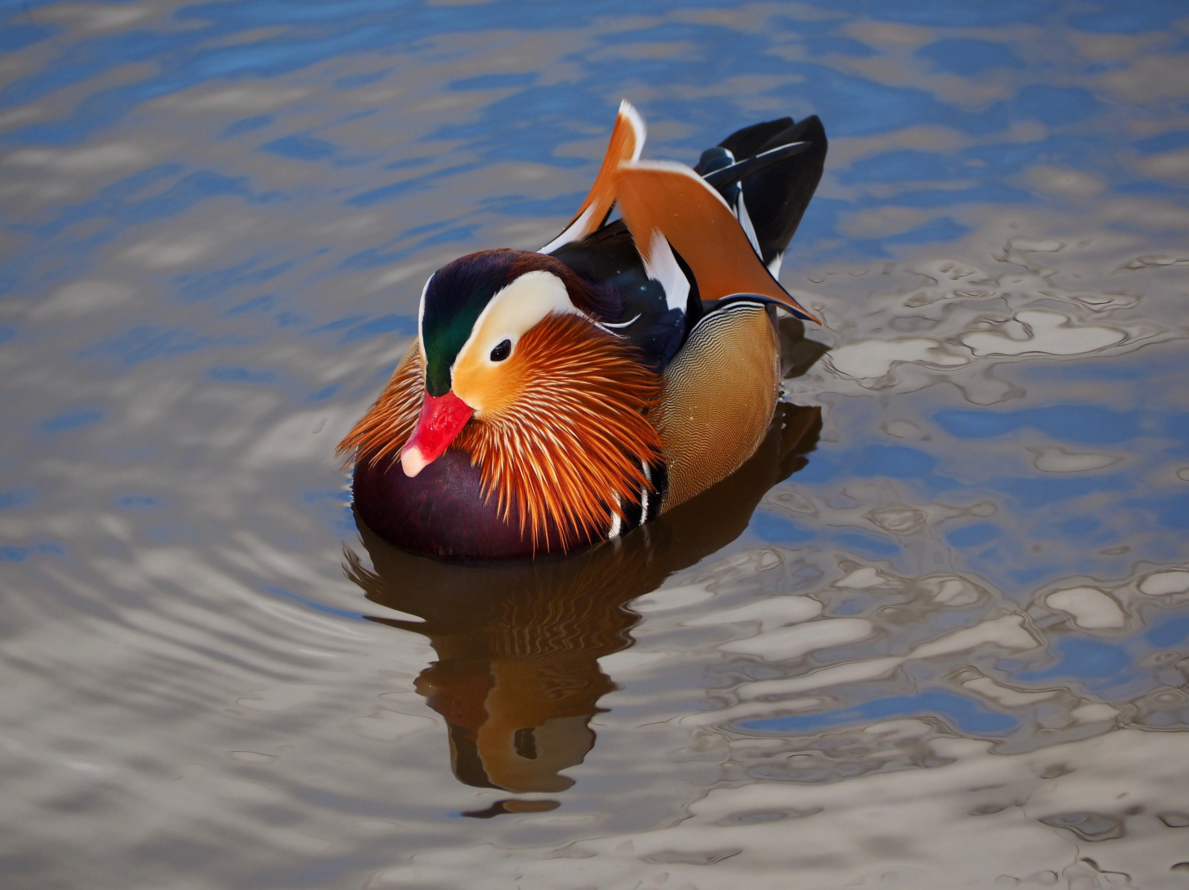Beautiful Mandarin duck r/wildlifephotography