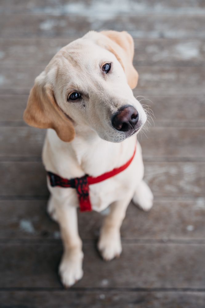 When your puppy sitter is a professional photographer. aww