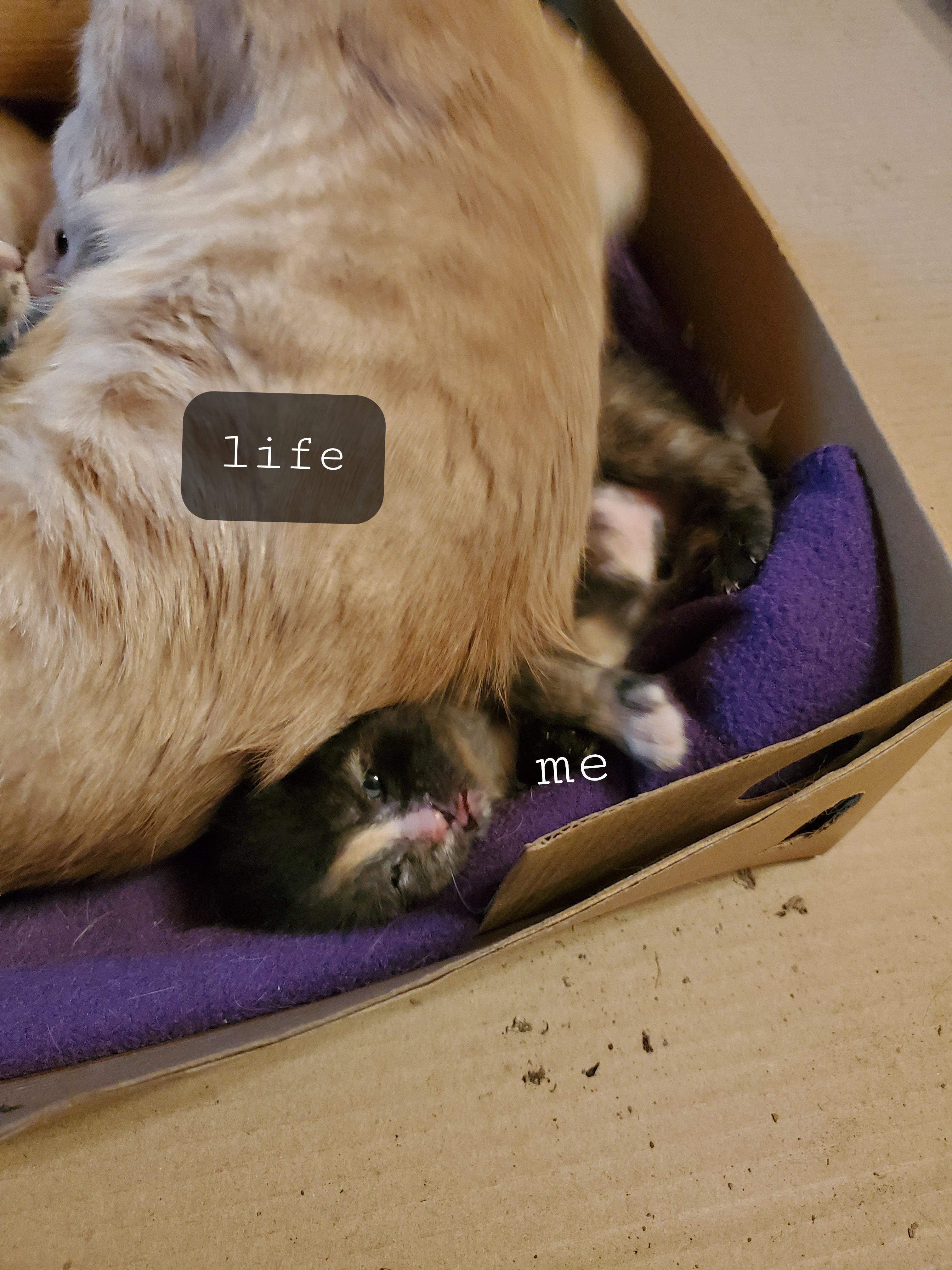 one of my newest kittens is a Whole Mood™ feels like therapy is making