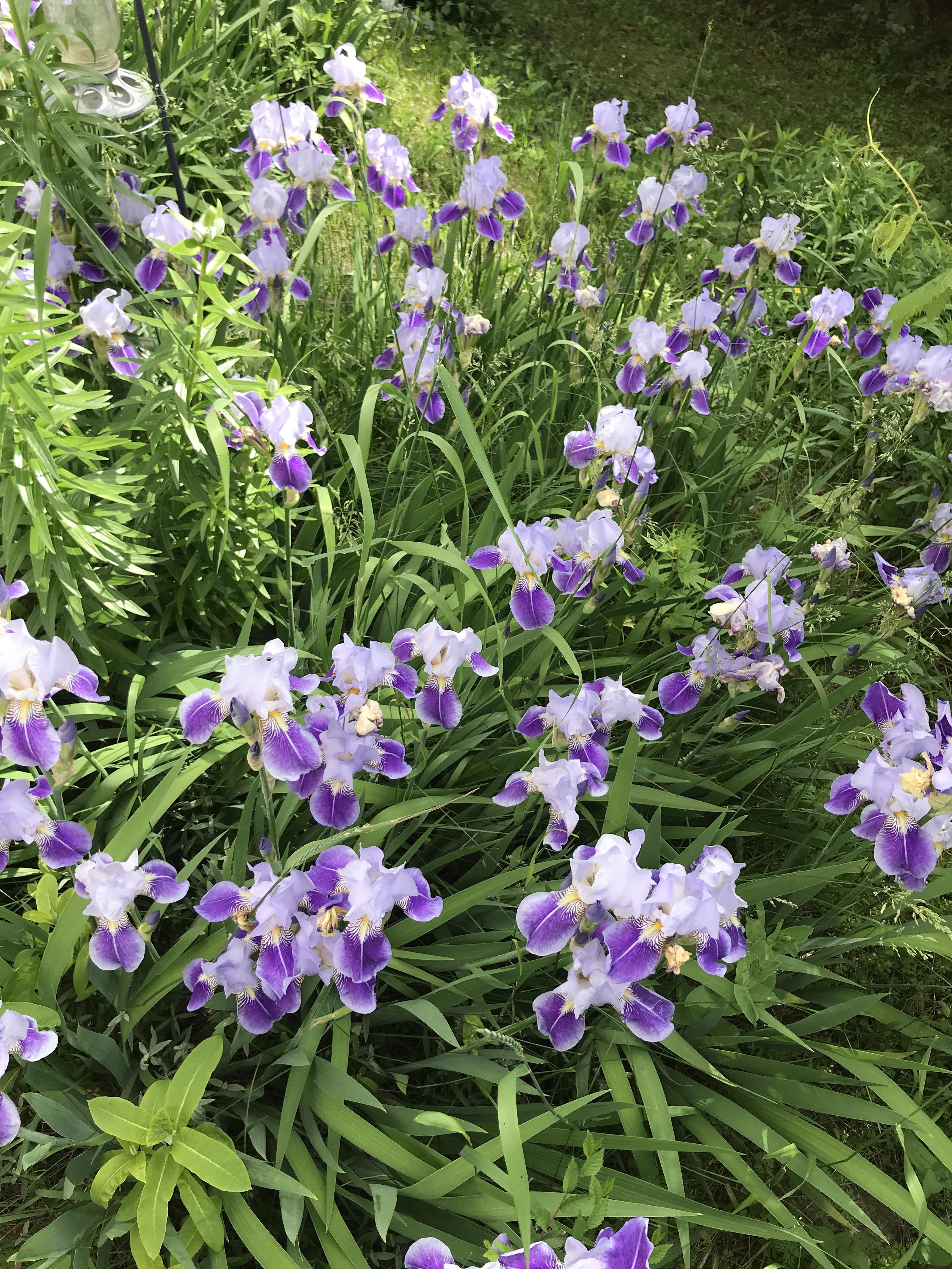 The irises are doing so well this year. We’re in Southern Ontario. r