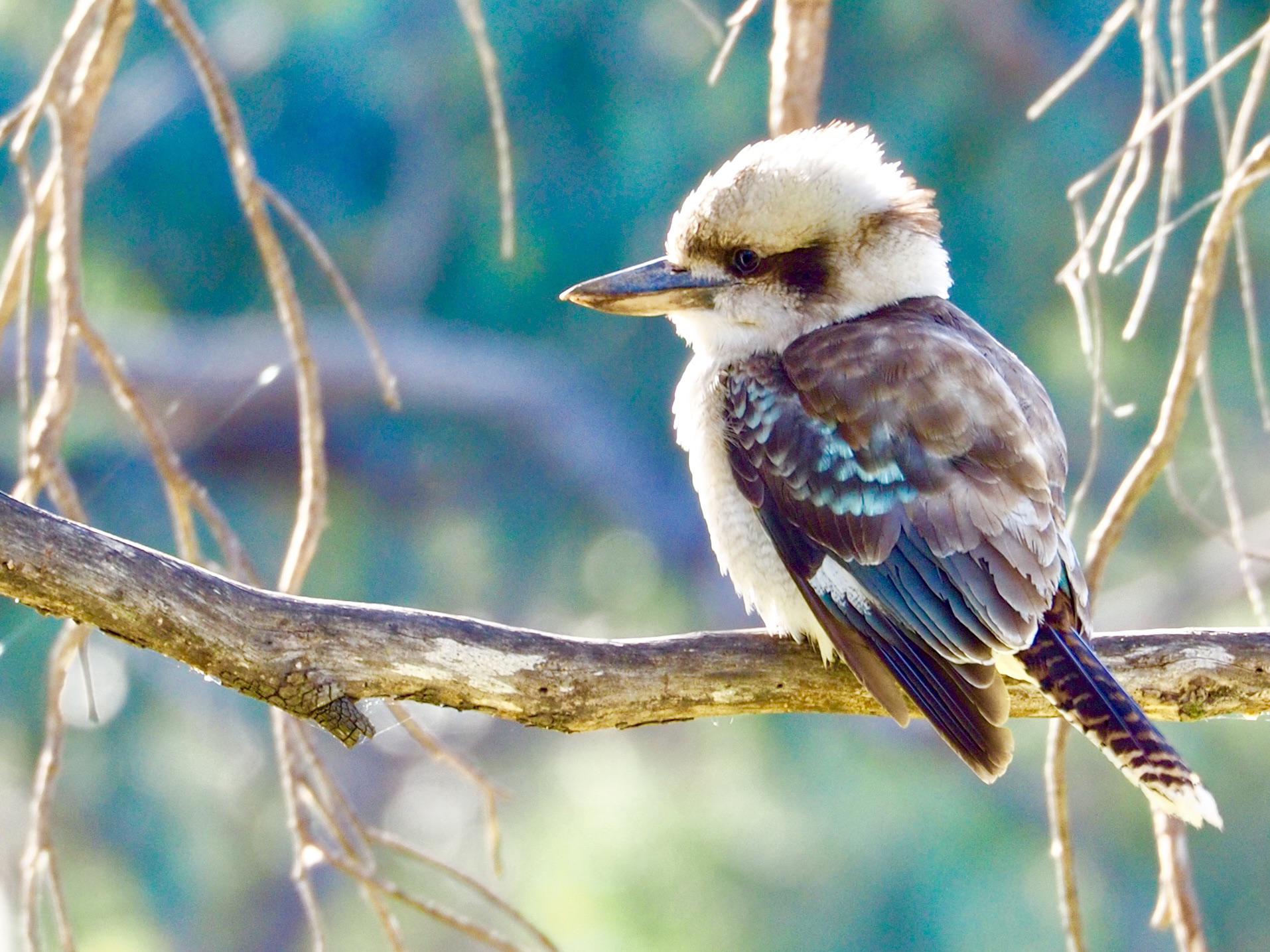 Found a couple of Laughing Kookaburras living near me. They look so