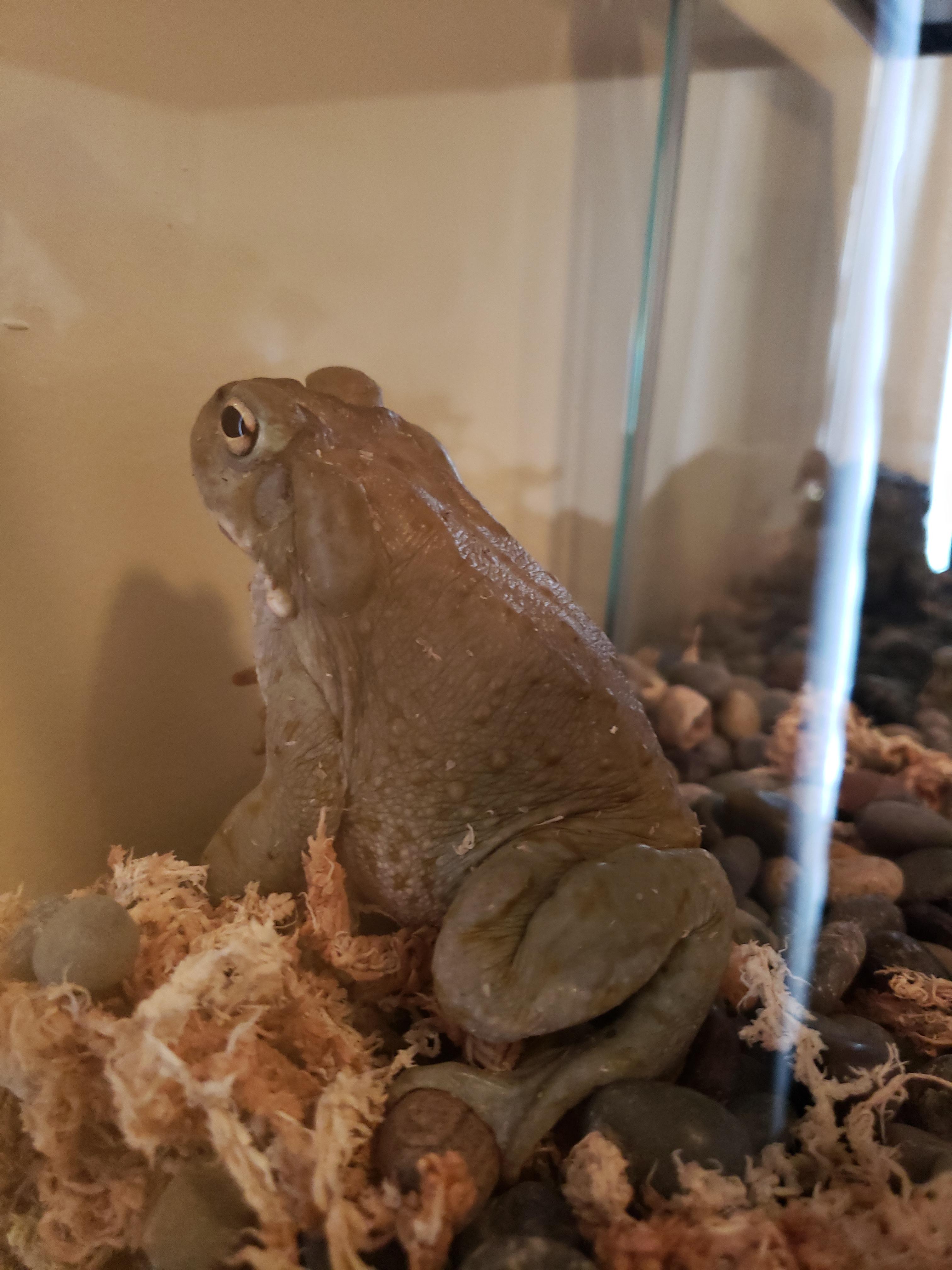 Any tips for keeping Colorado River Toads (Bufo Alvarius)? r/Amphibians
