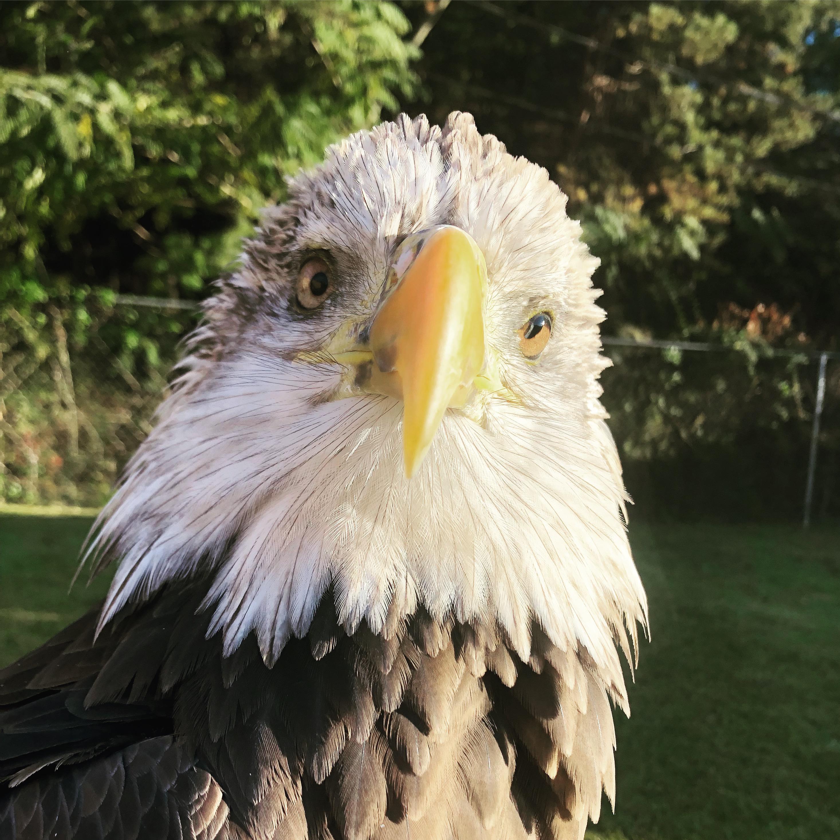 292 best Wild Eagle images on Pholder Wildlifephotography