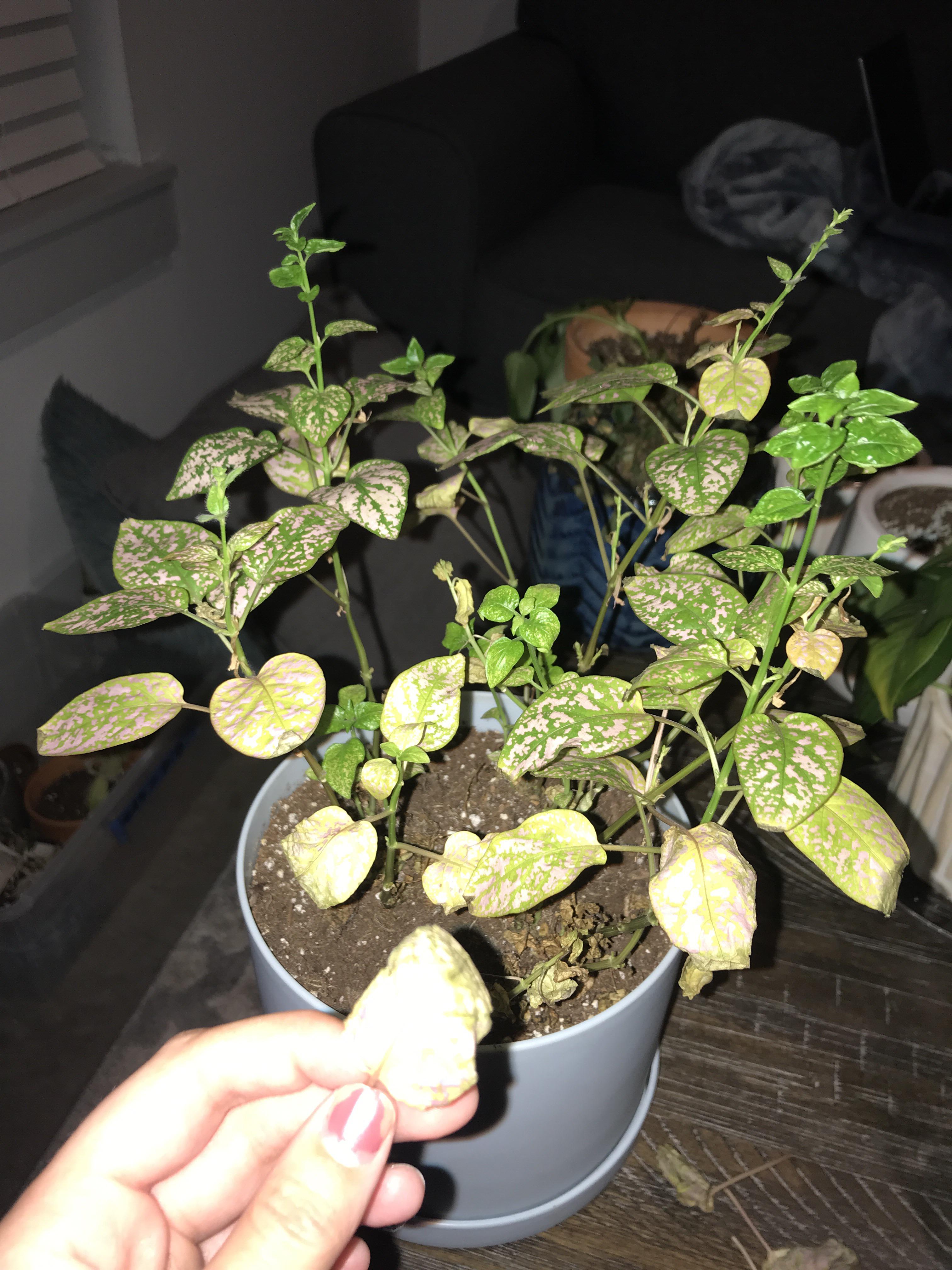 Polka dot plant is losing all its leaves! I struggle to get it enough
