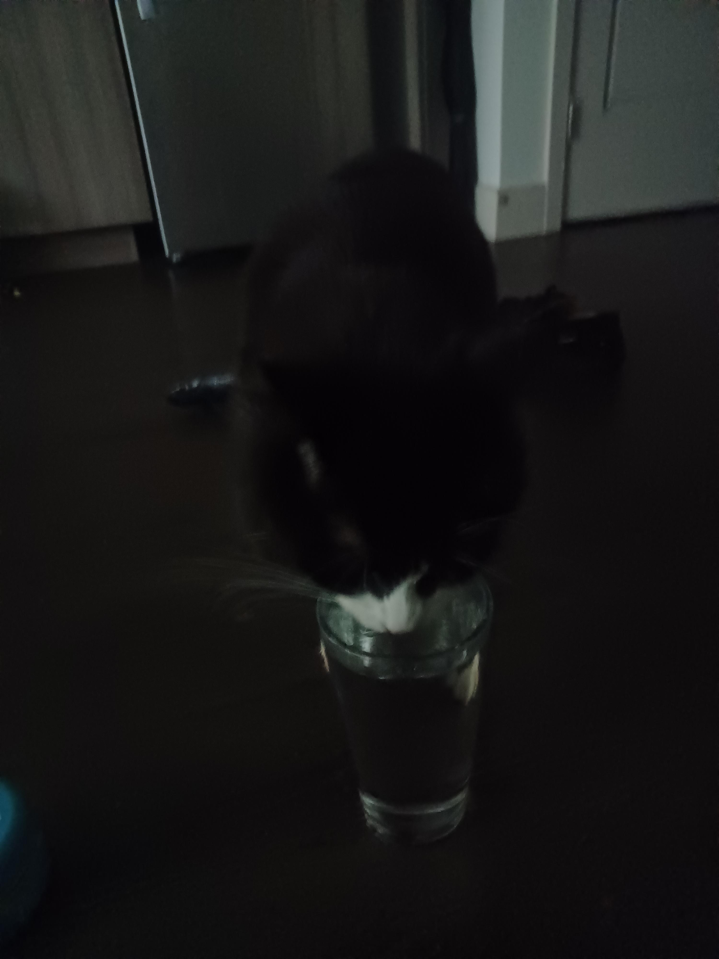 Does anybody else tuxi drinks out of your glass/cup? r/TuxedoCats