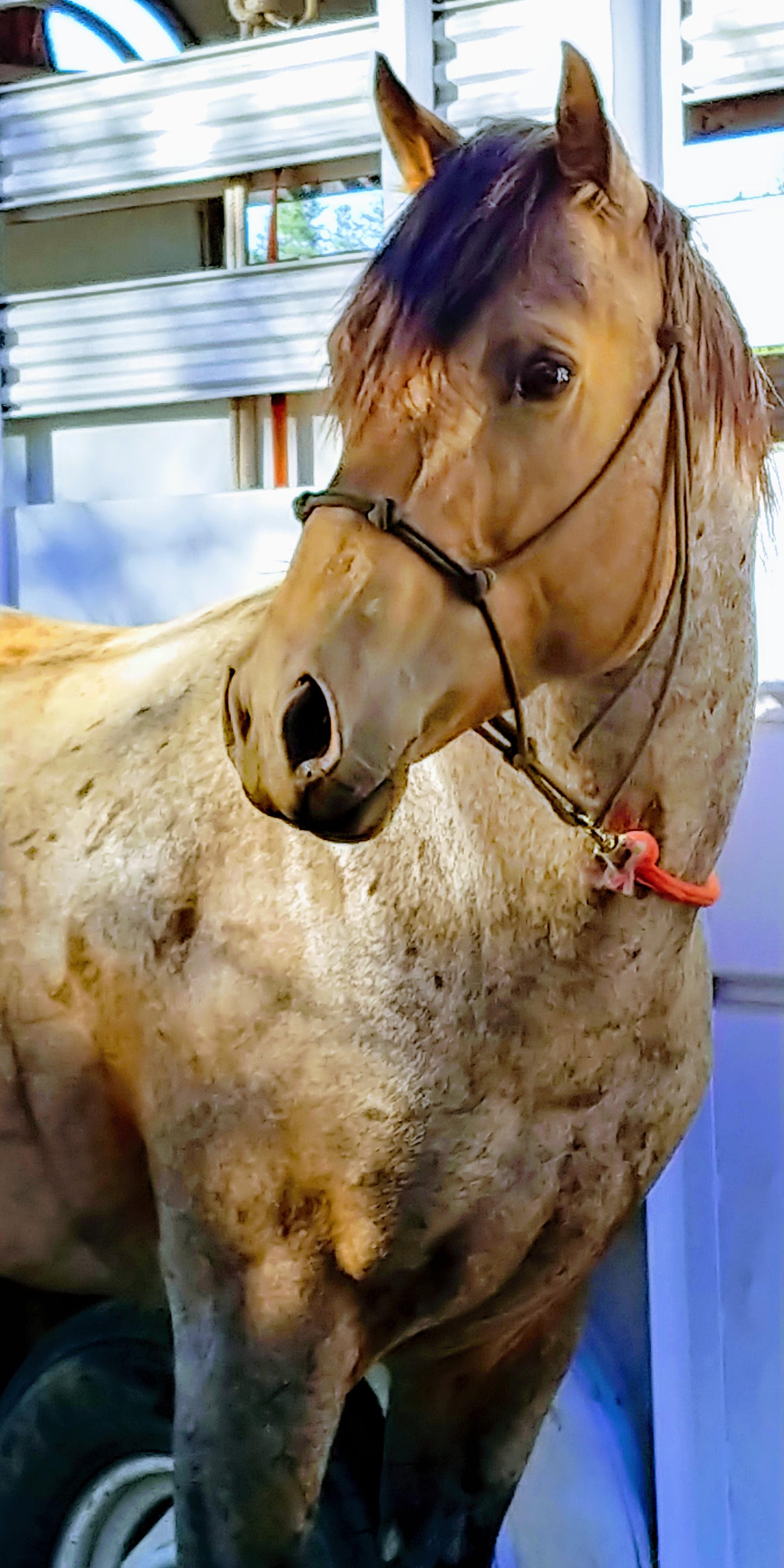 My 4 year old stallion Infinite, he is the first stallion i have ever