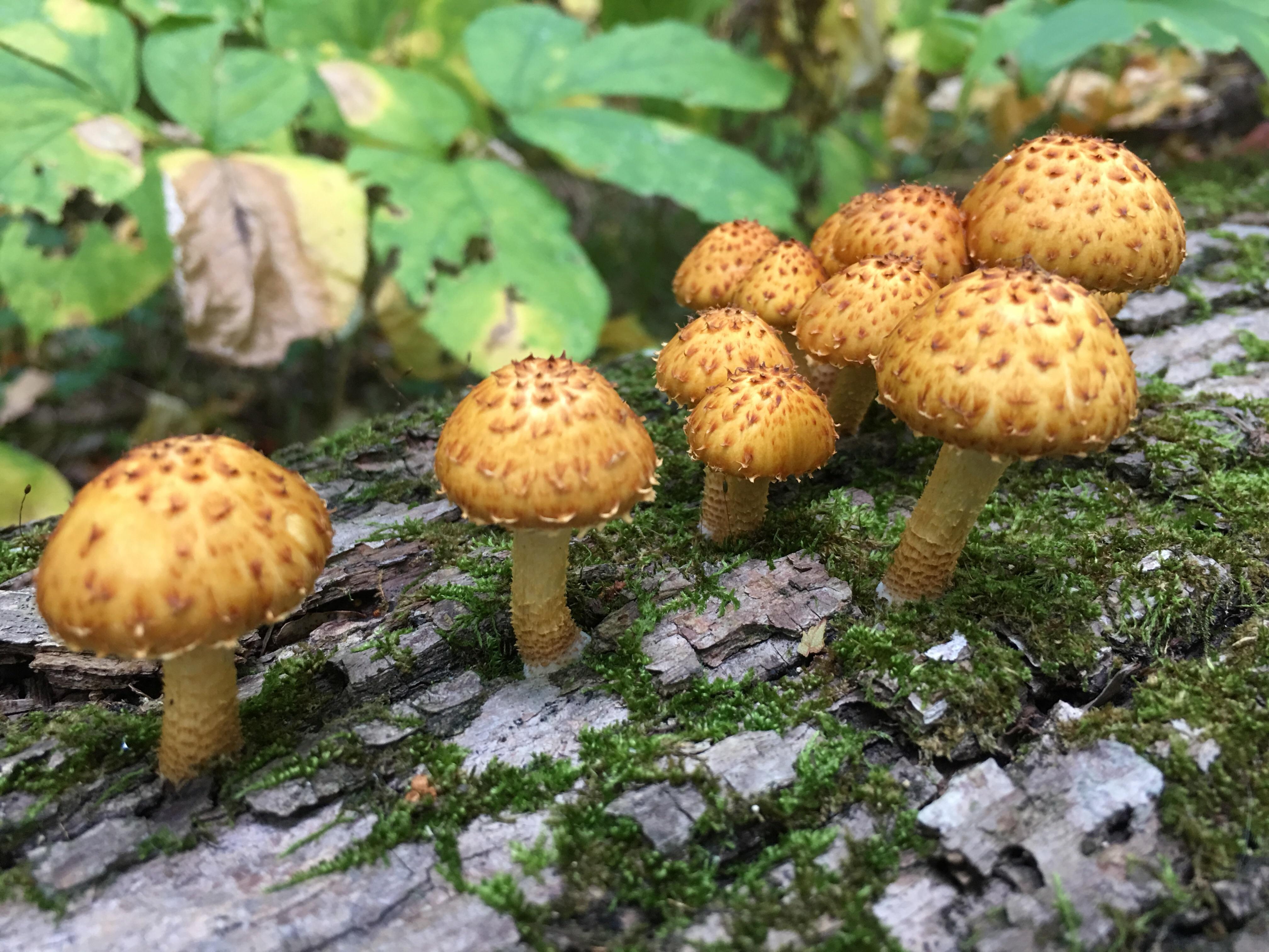 Mushrooms along the Ice Age Trail in Chequamegon National Forest