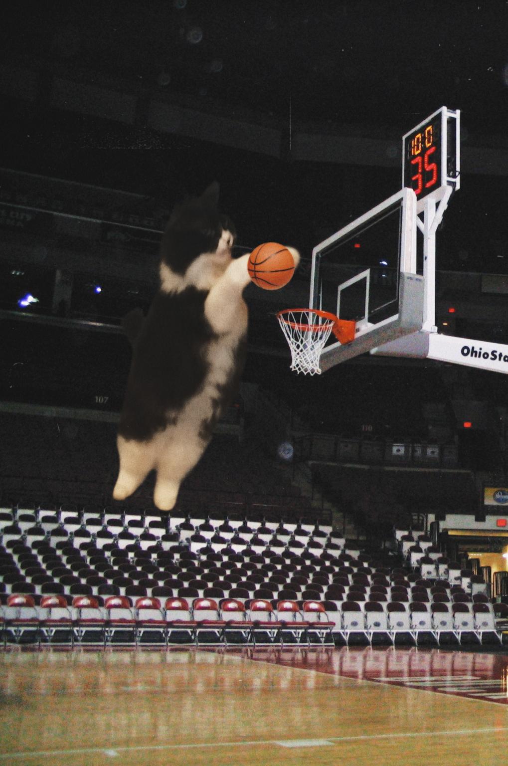 A photo of my cat dunking a basketball r/cats