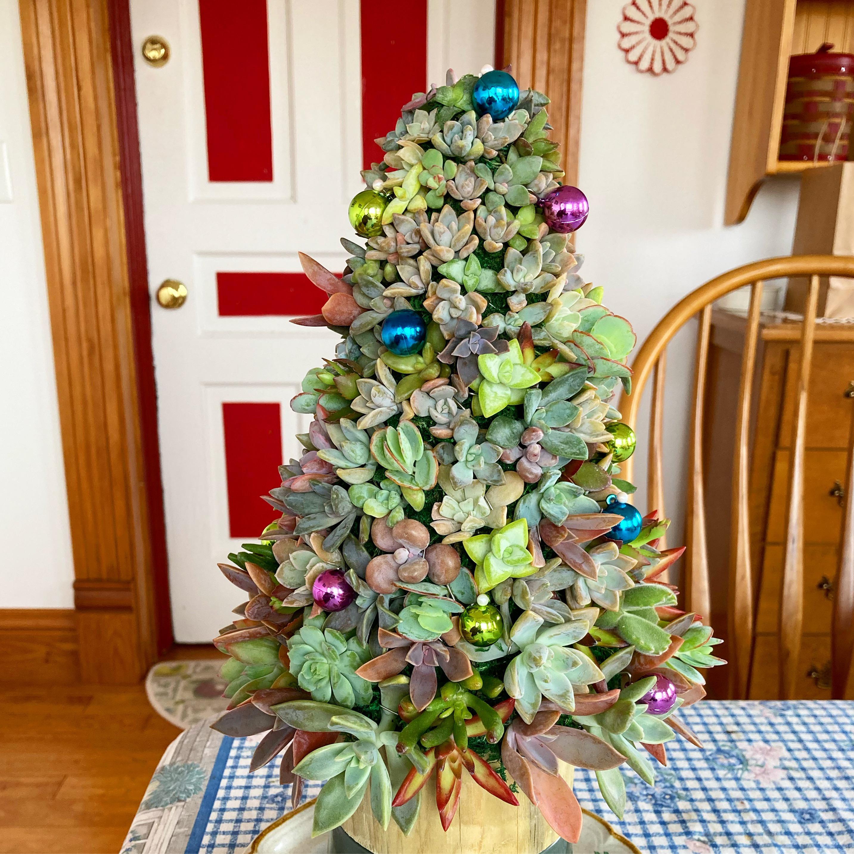 Succulents 2023 Etsy UK