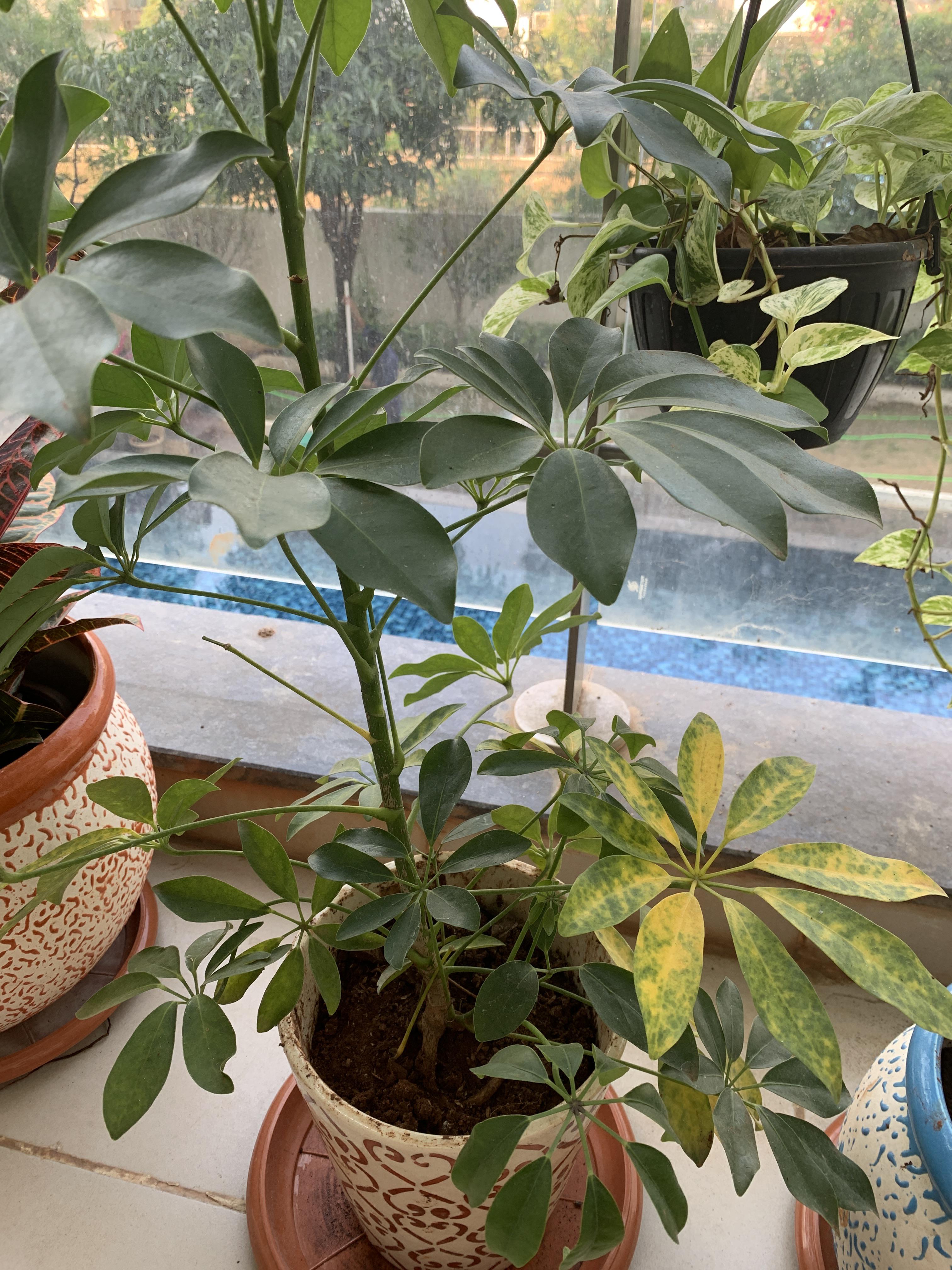 Schefflera bottom leaves turning yellow. The yellow seems to be making