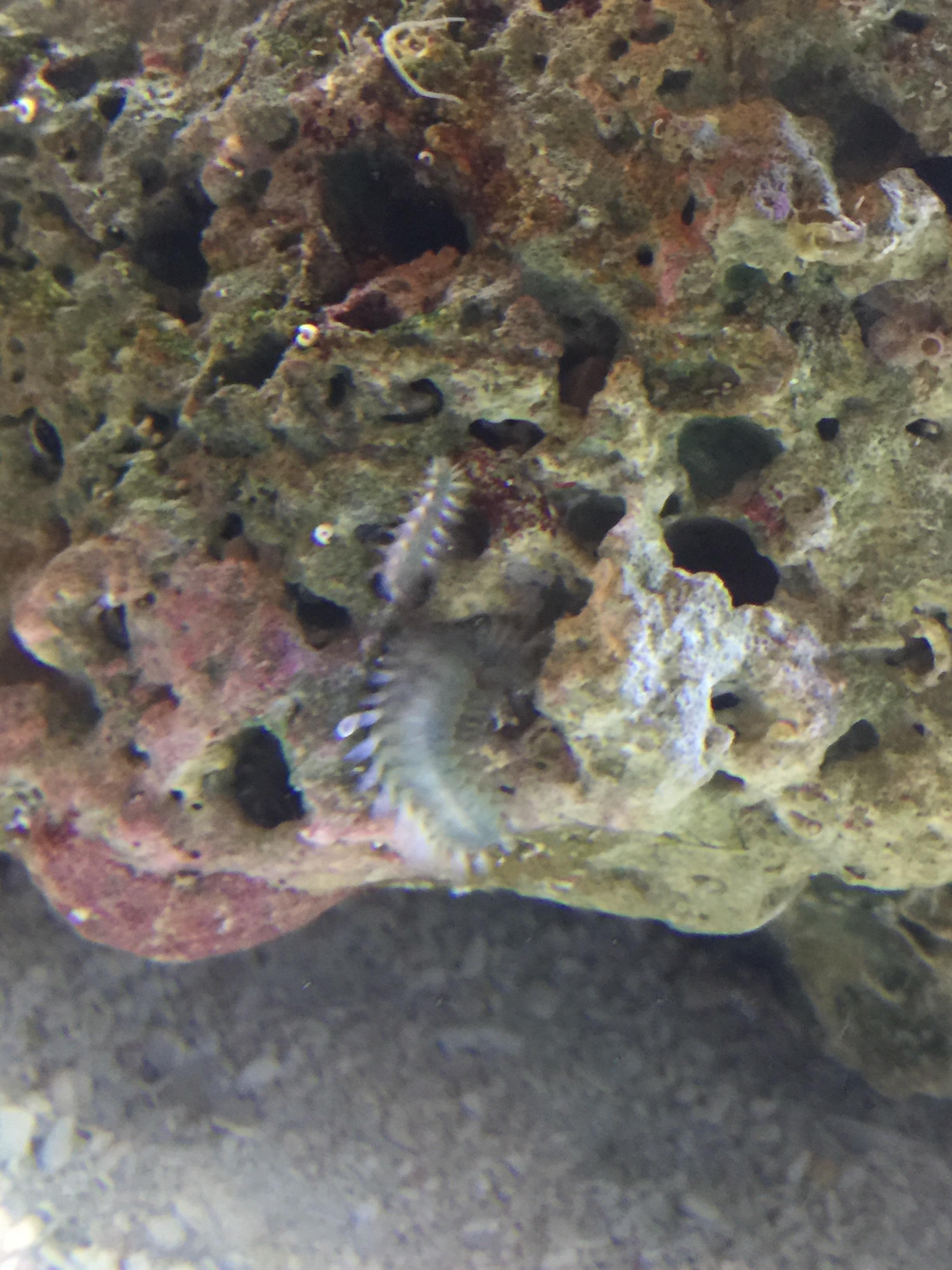 Setting up a saltwater tank and got some live rock. This hitchhiker