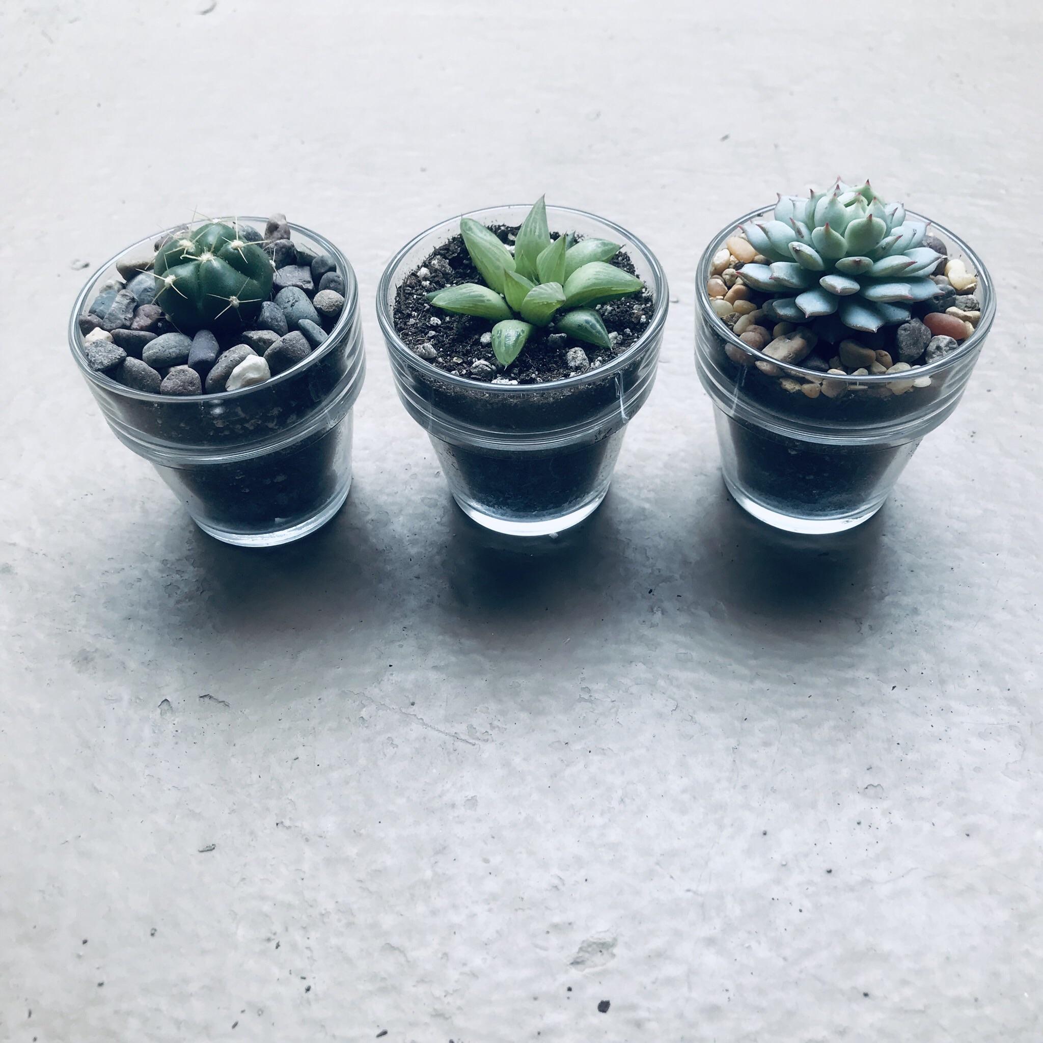 My mini glass pots are so cute ^^ r/succulents