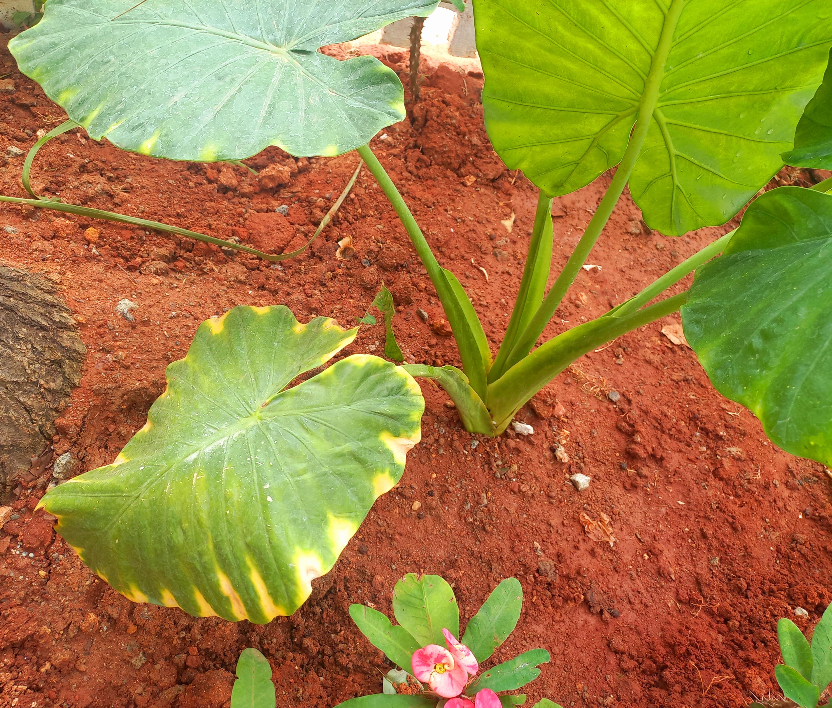 Elephant ears yellowing. what to do? growing in home garden 1630