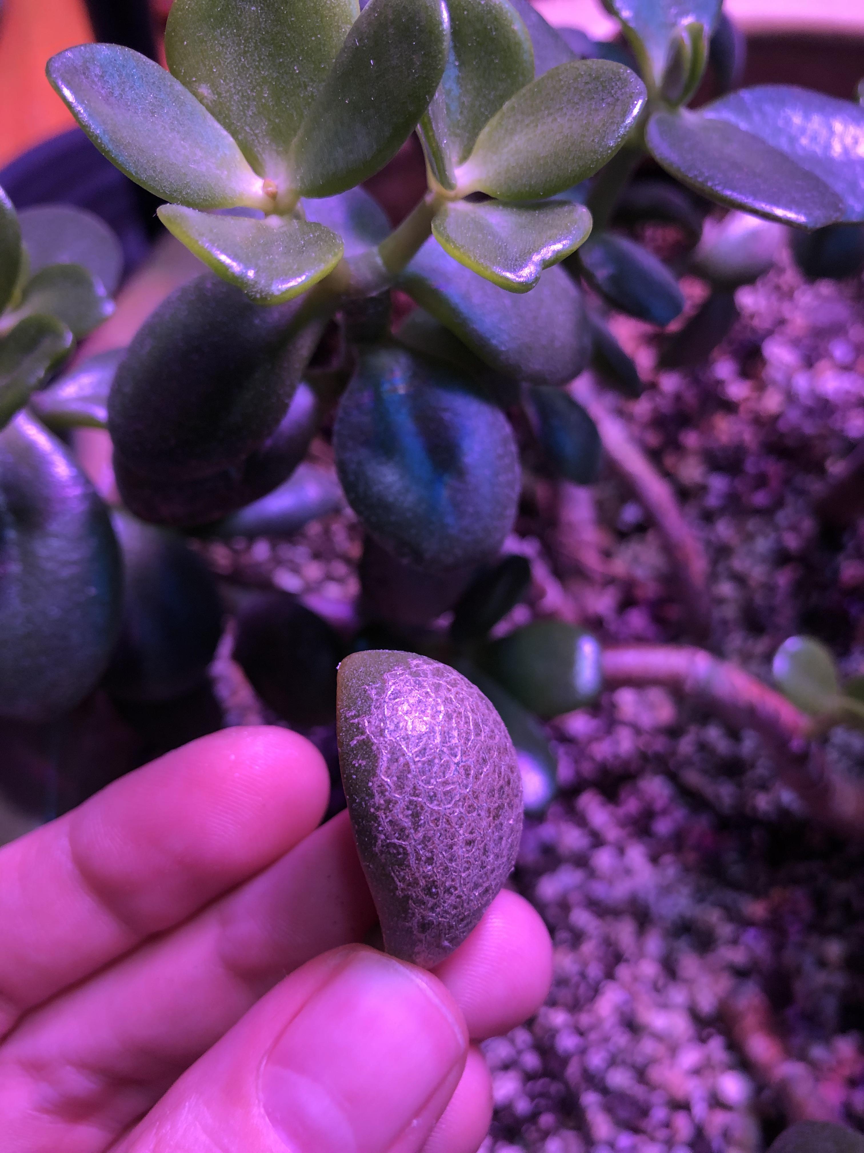 Is there any way to make this jade plant grow really fast? Jadeplant