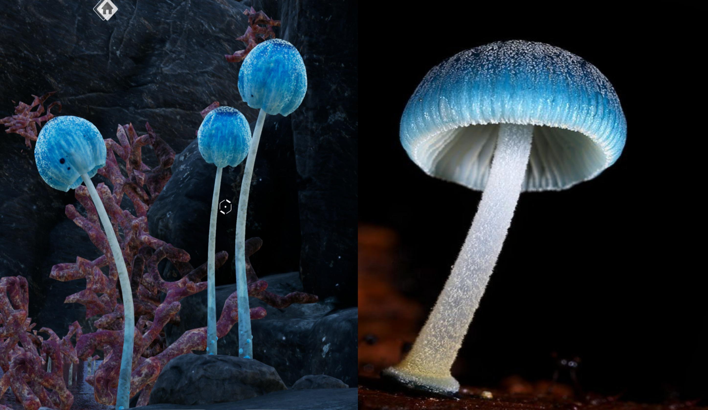 How many of you knew blue mushrooms are from real life r/SatisfactoryGame