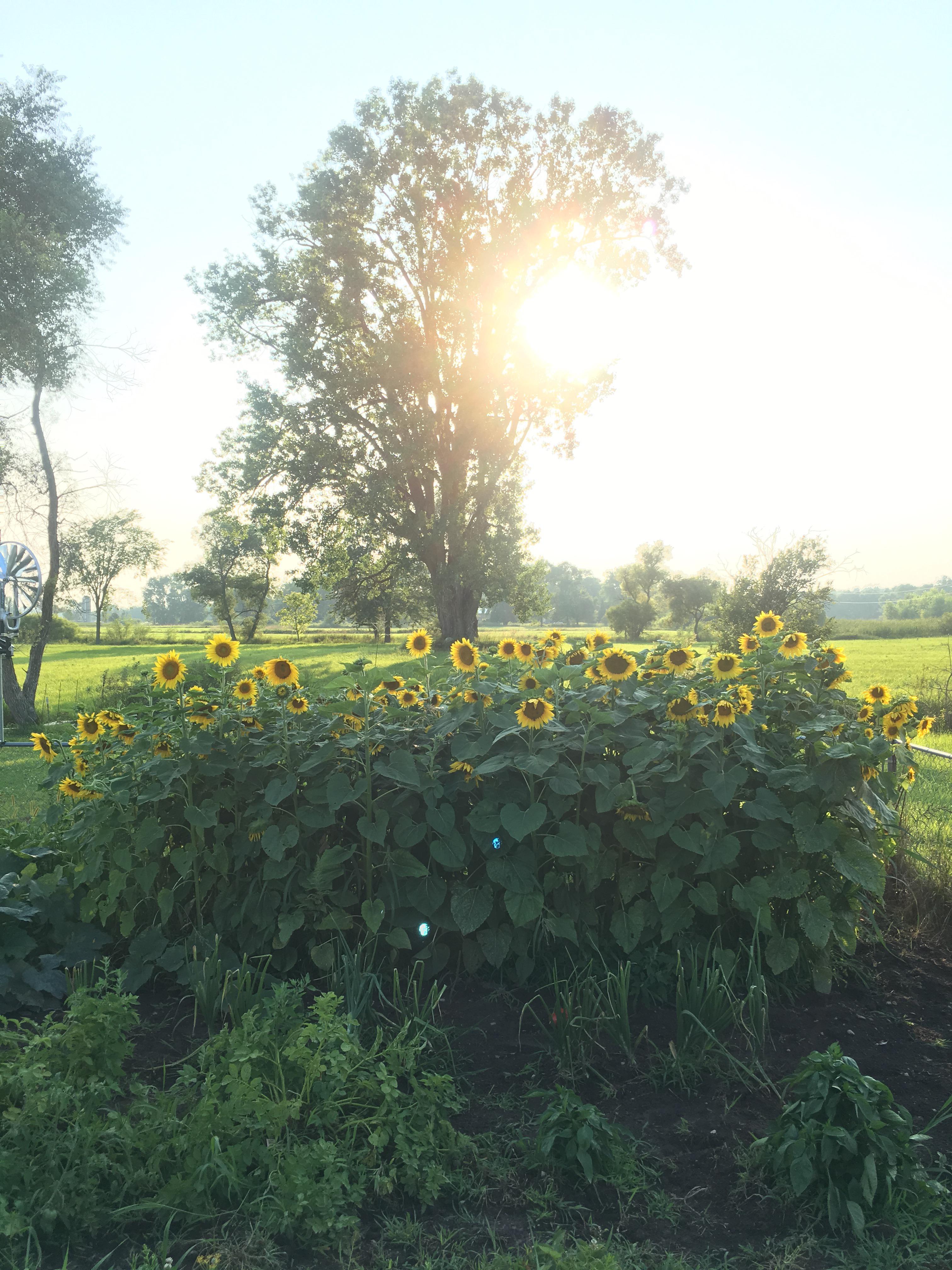 Sunflowers 🌻 in Black Creek, WI r/Garveynest