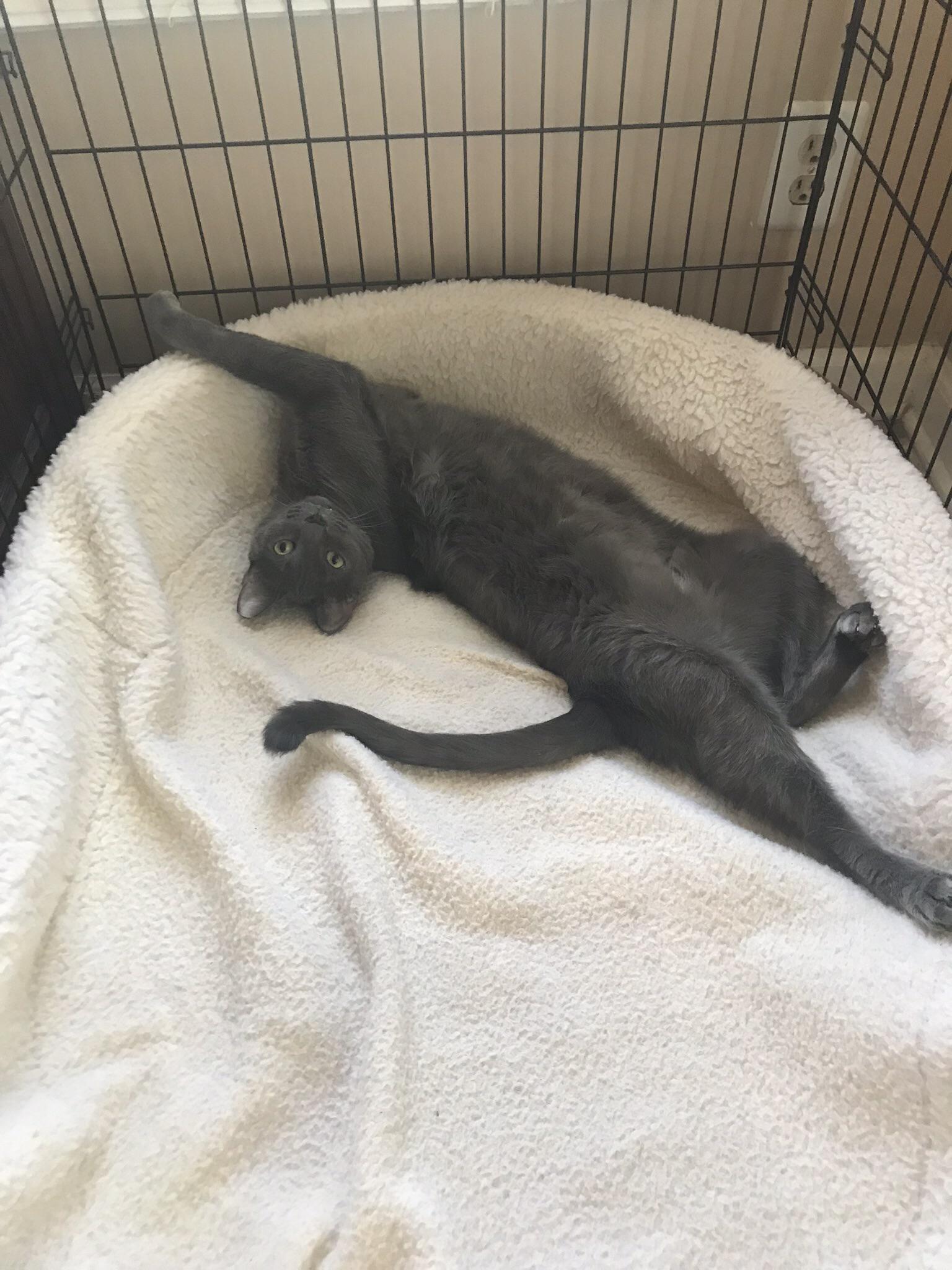 Making himself comfortable in the dog’s crate r/cats