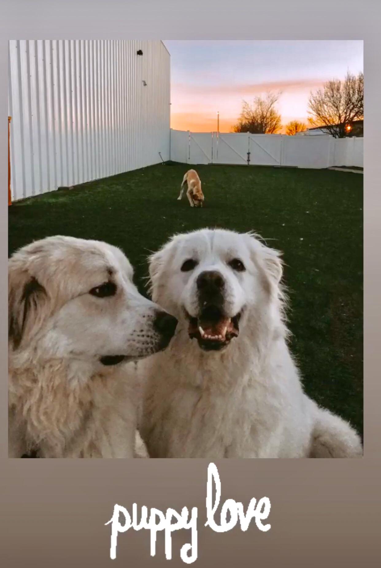 My pup’s daycare always jokes about her “boyfriend”, I didn’t believe them until they posted